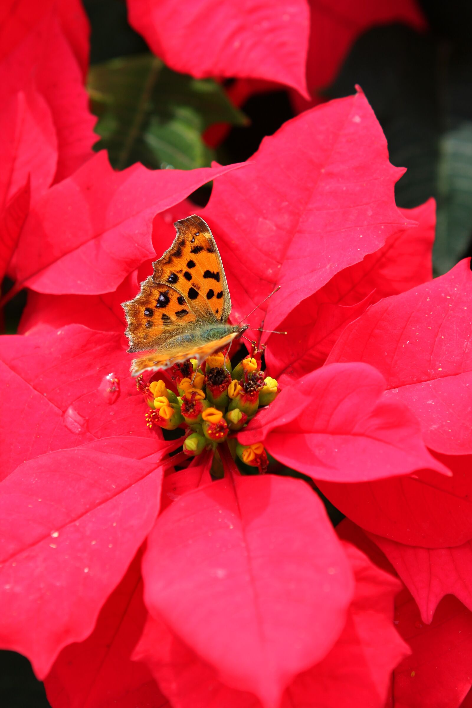 Canon EOS 40D sample photo. Flowers, butterfly, insects photography