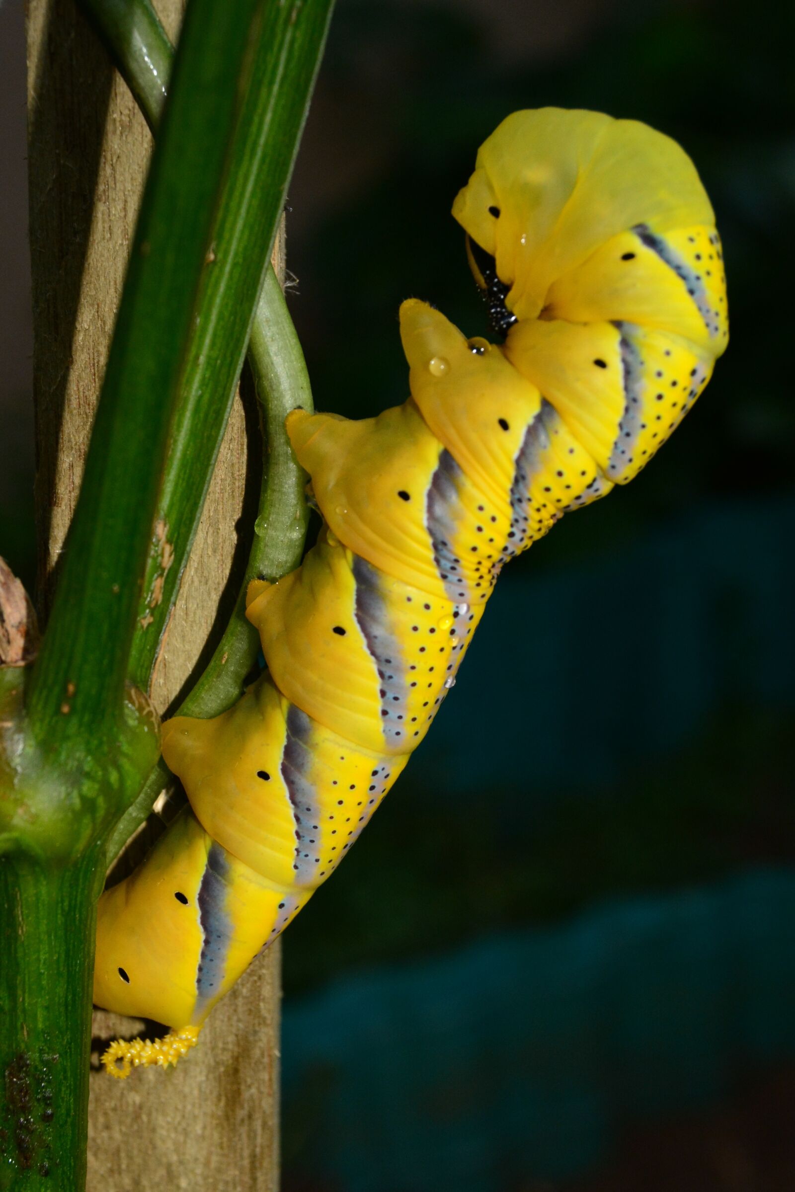 Nikon D5200 sample photo. Death's-head, hawk, moth photography