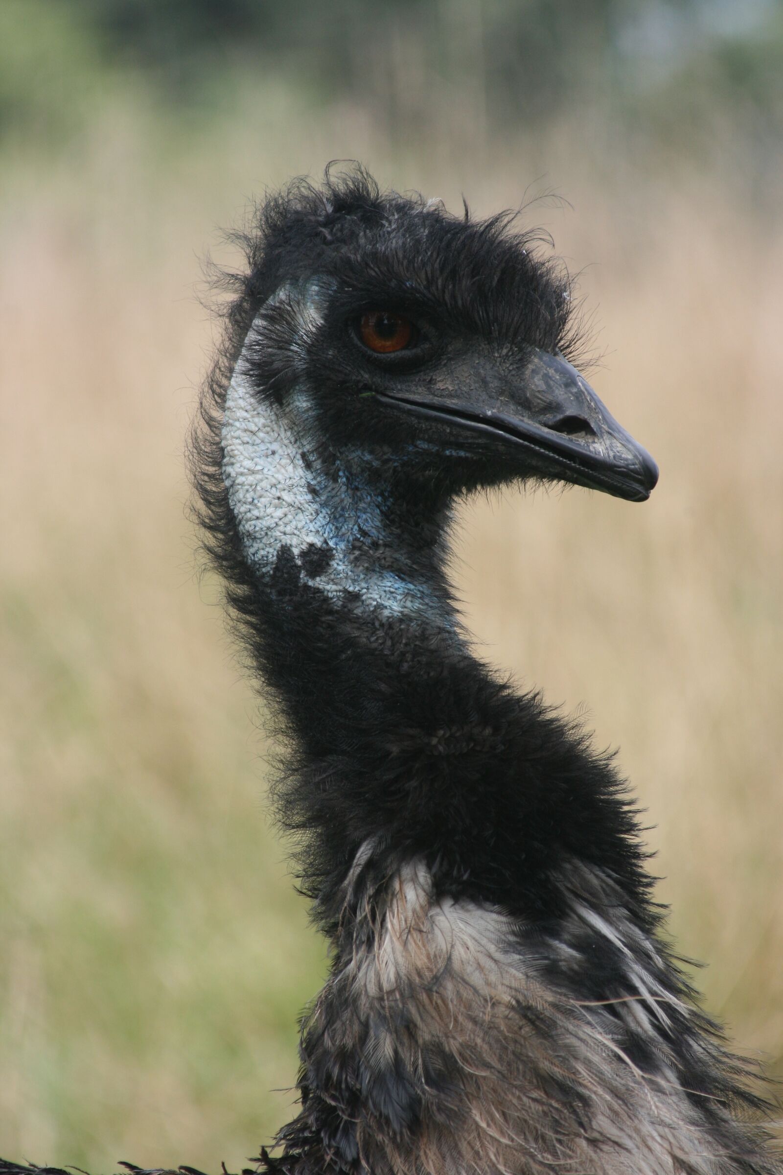 Canon EOS 400D (EOS Digital Rebel XTi / EOS Kiss Digital X) sample photo. Bird, ostrich, wildlife photography