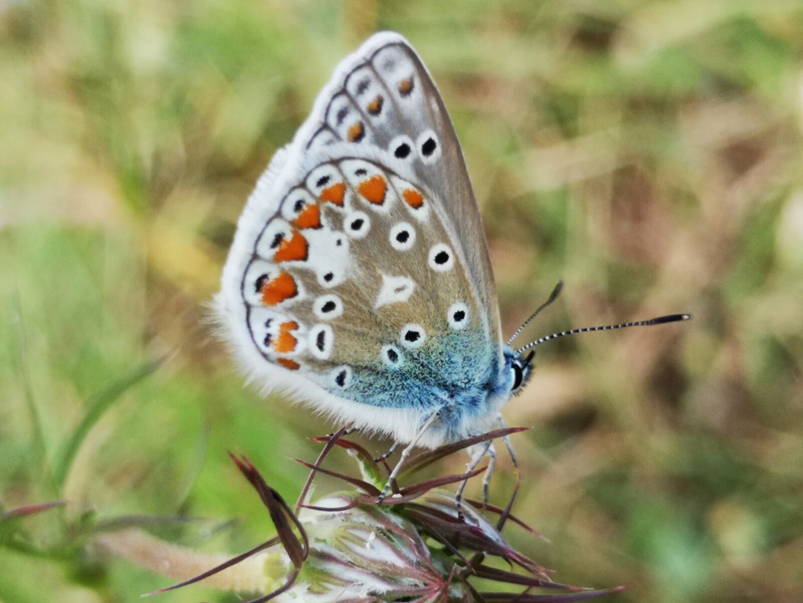 HUAWEI P20 sample photo. Nature, butterflies, animal photography
