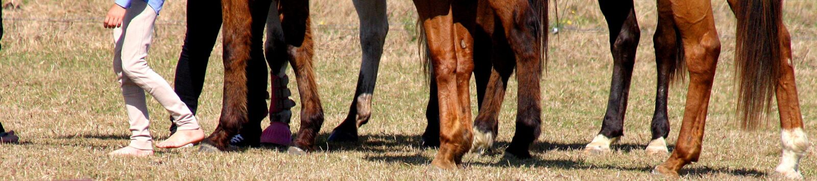 Canon EOS 300D (EOS Digital Rebel / EOS Kiss Digital) sample photo. Hooves, hoof, legs photography
