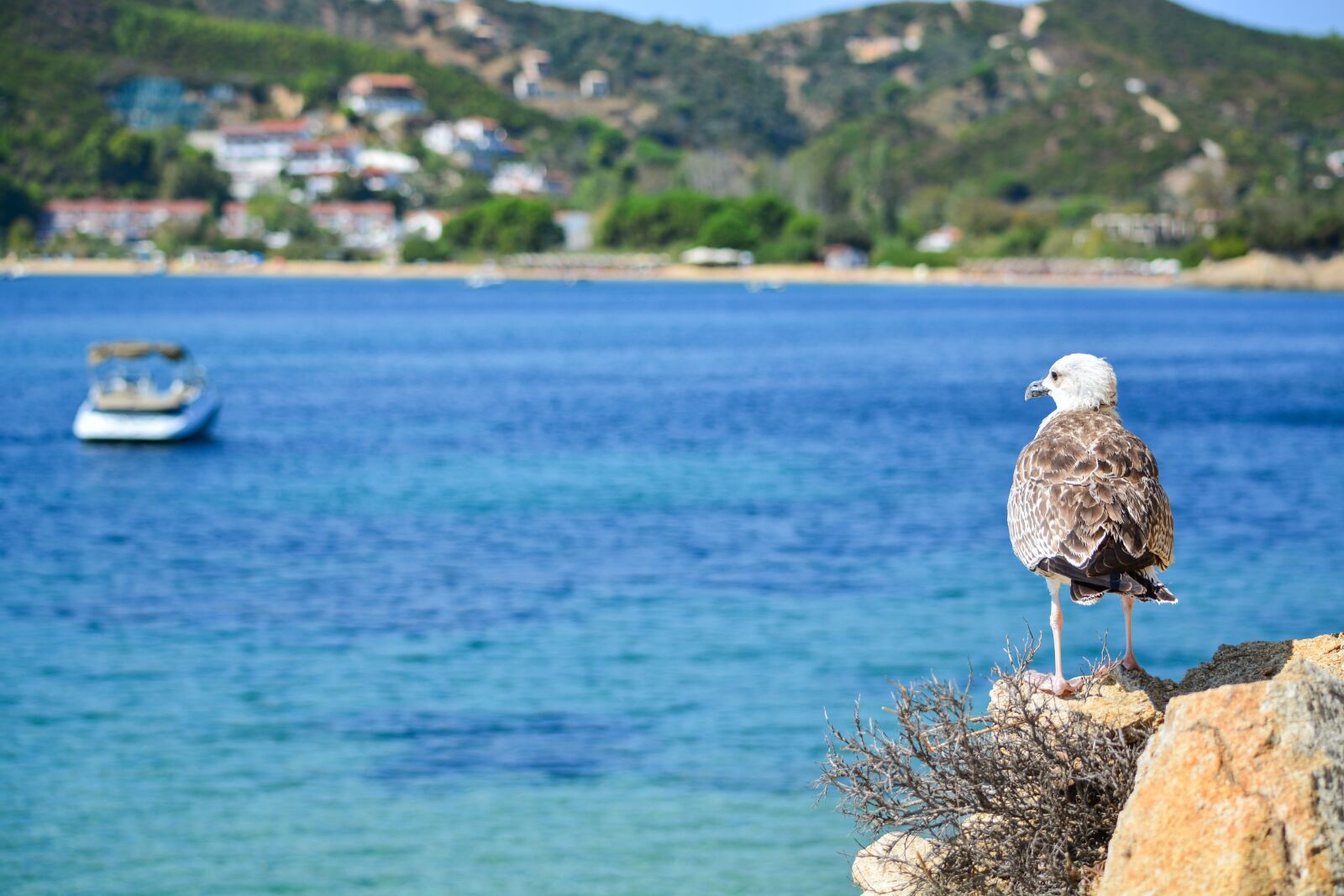 Nikon D5200 sample photo. Seagull, birds, great photography