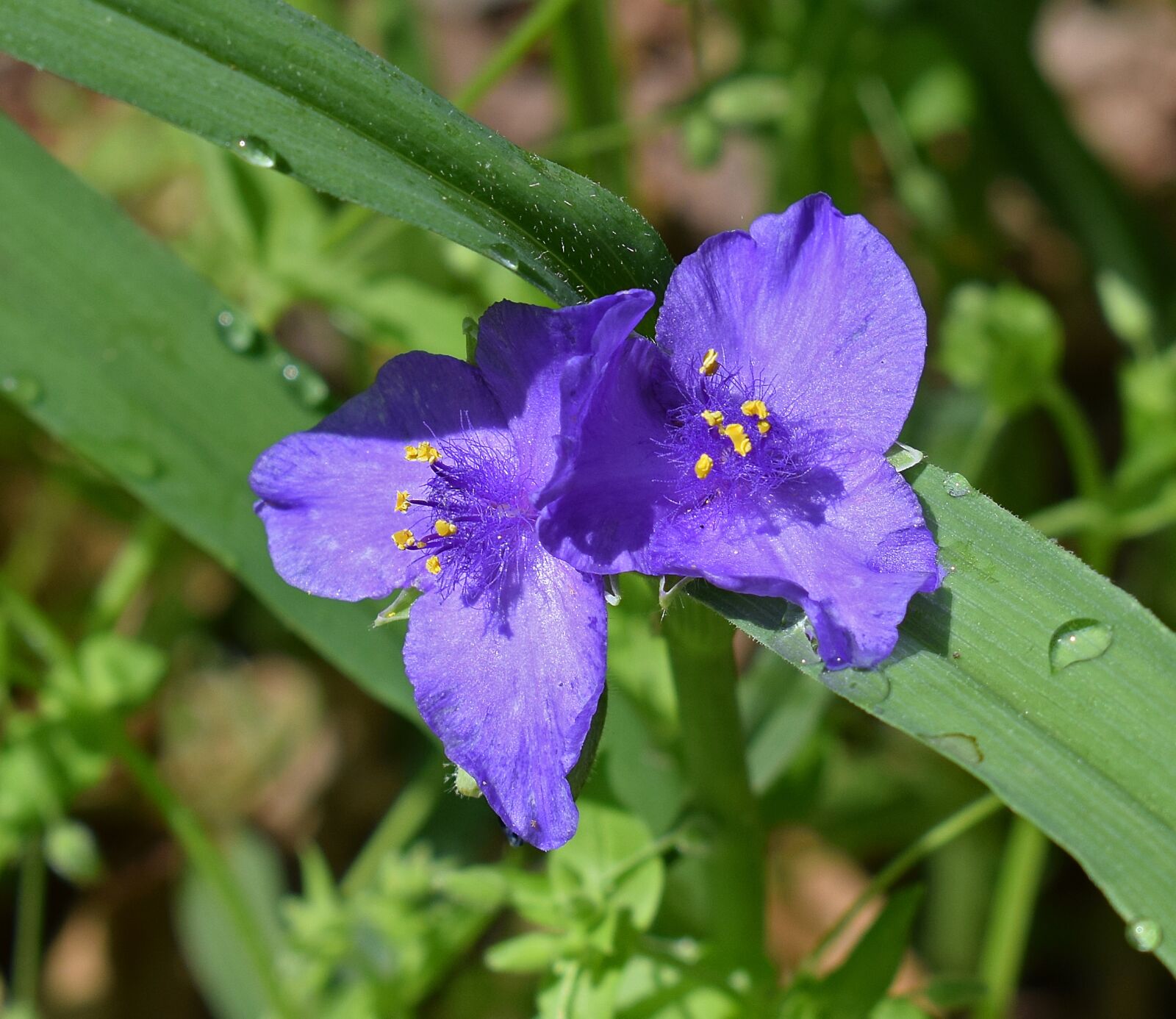 Nikon D3300 sample photo. Spiderwort, tradescantia, flower photography