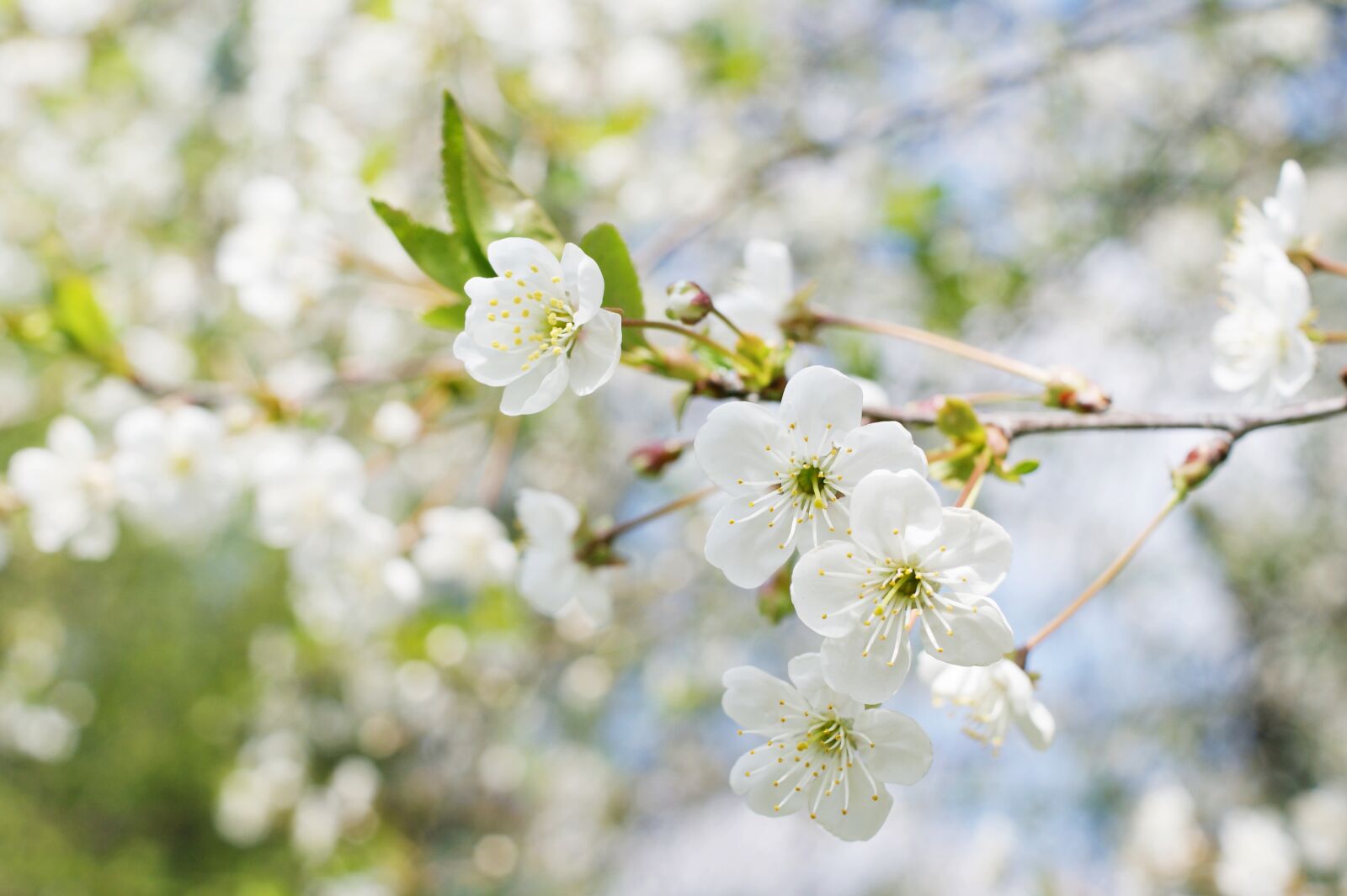 Sony Alpha DSLR-A390 sample photo. Spring, tree, sunny photography