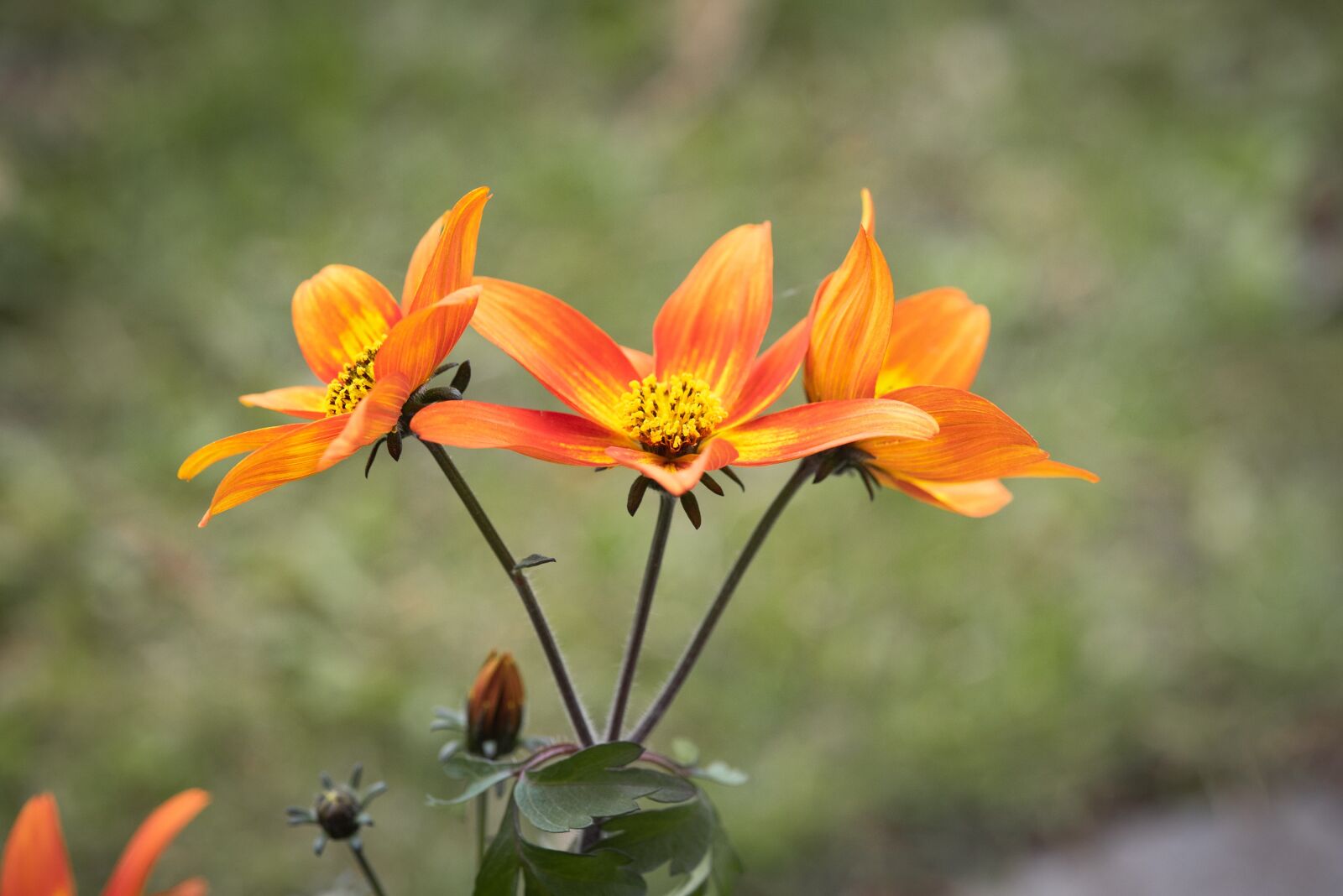 Nikon D750 sample photo. Flowers, orange, garden photography