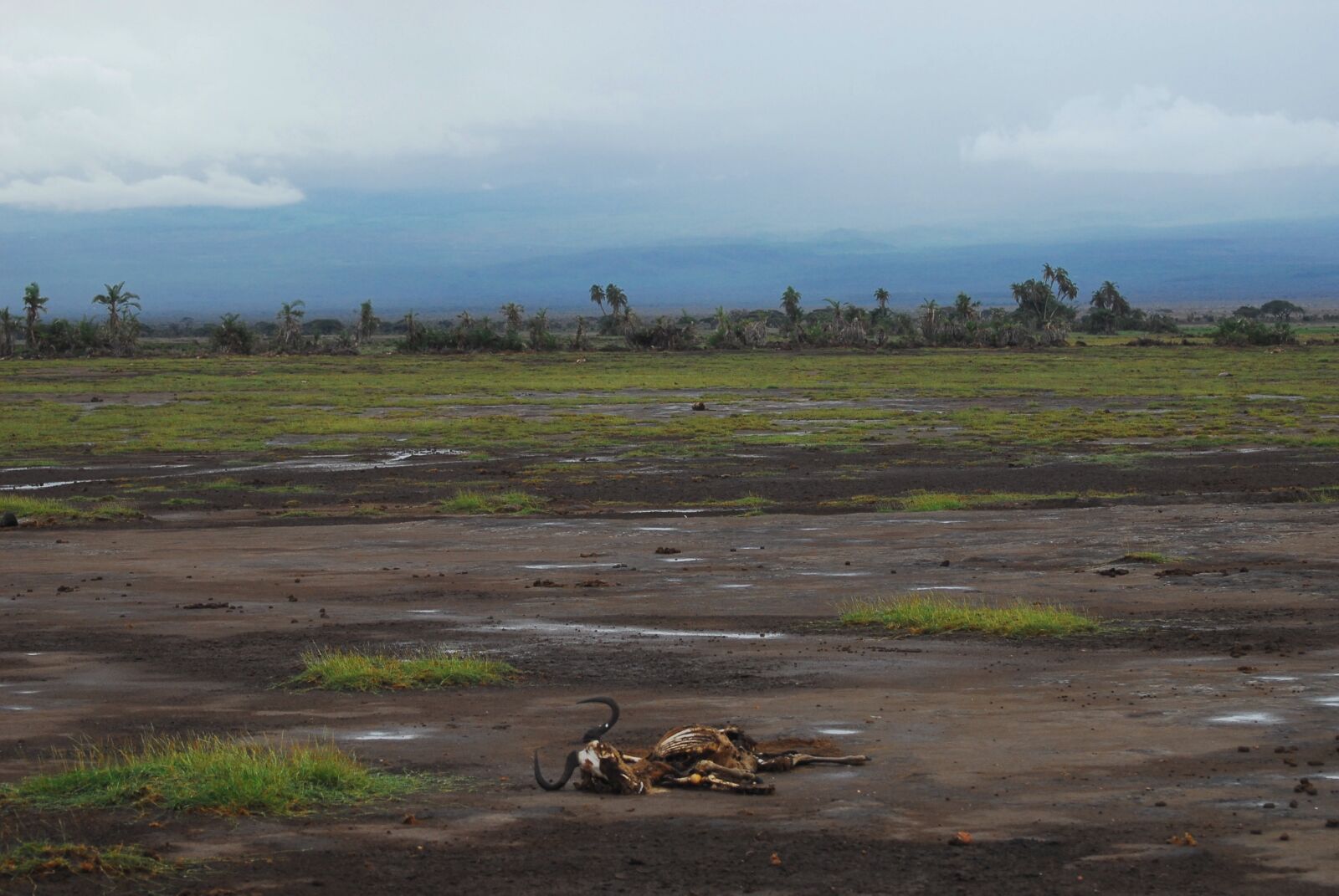Nikon D200 sample photo. Climate crisis, climate change photography