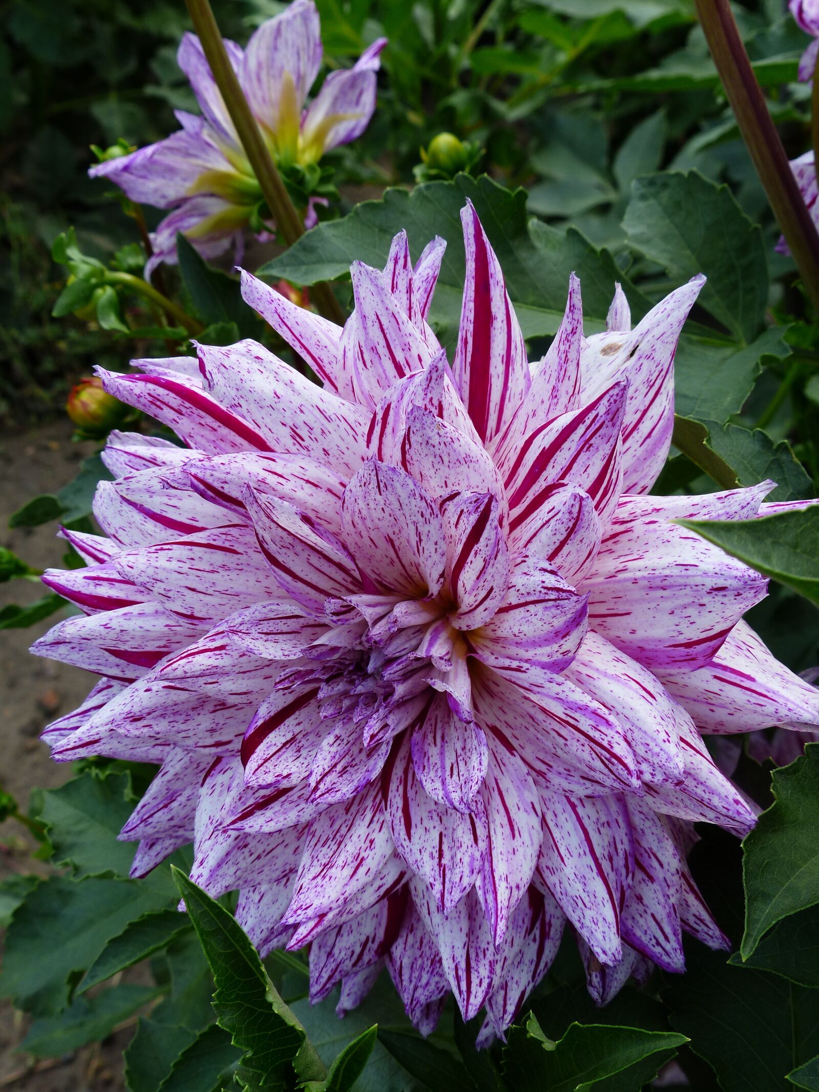 Panasonic Lumix DMC-FZ200 sample photo. Dahlia, flower, striped photography