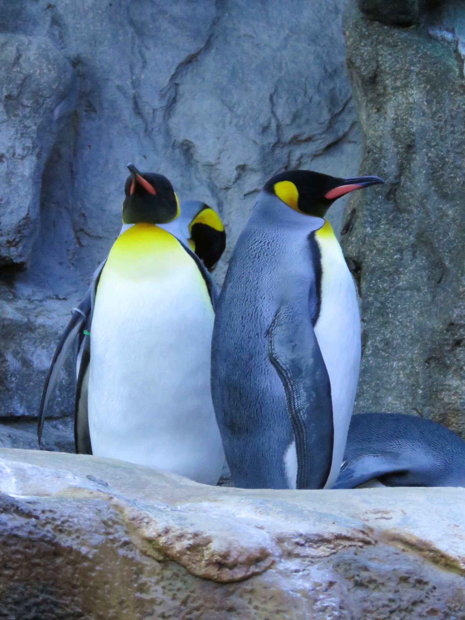 Canon PowerShot SX60 HS sample photo. King penguins, penguins, calgary photography