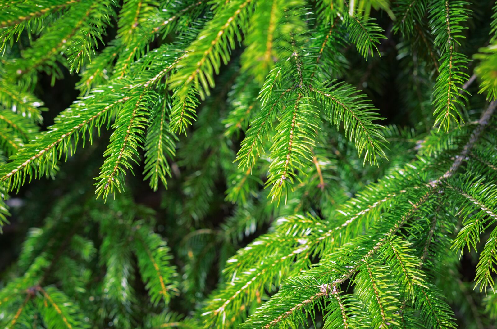 Nikon D7000 sample photo. Branches of spruce, iglak photography