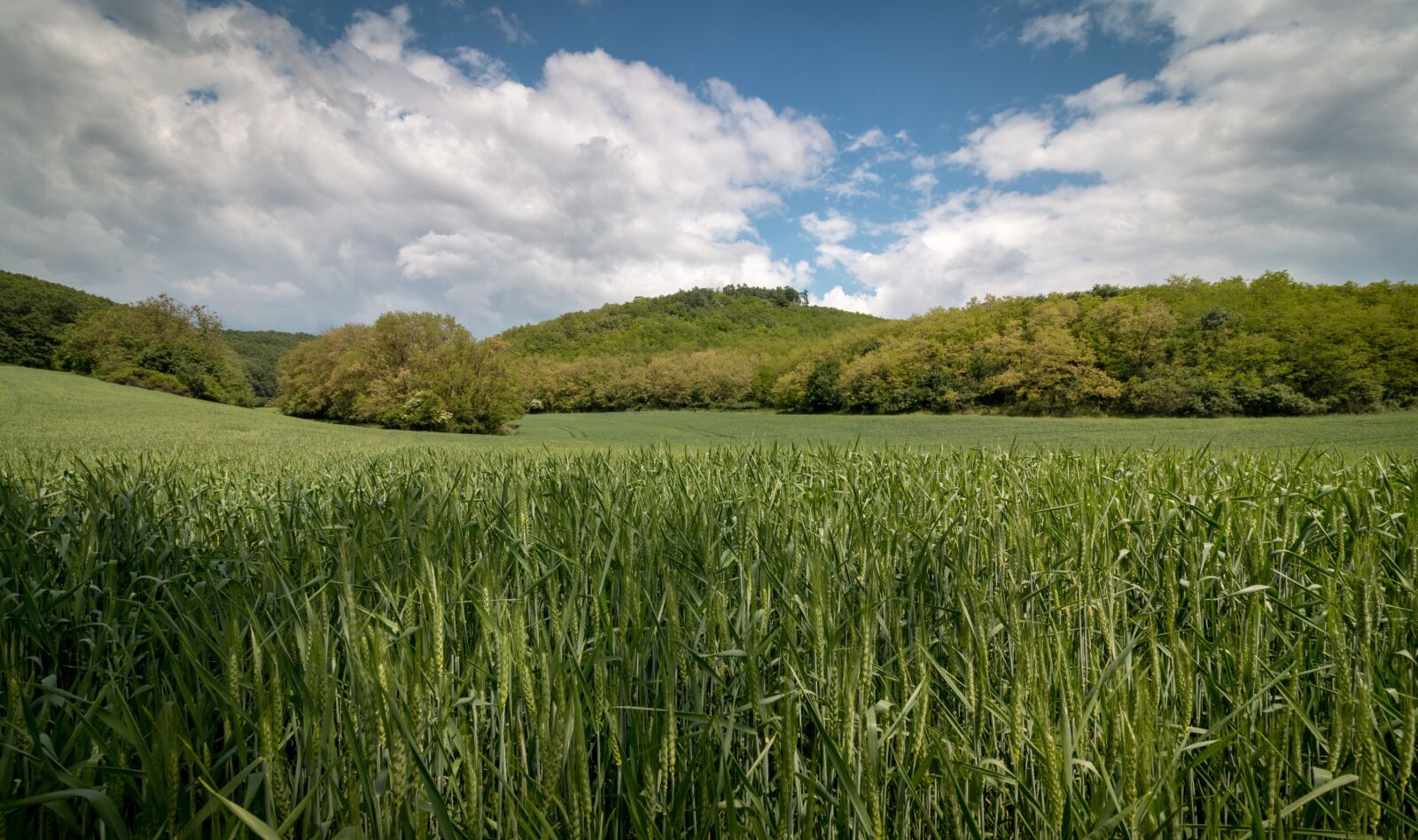 Canon EOS 70D + Canon EF-S 10-18mm F4.5–5.6 IS STM sample photo. Nature, field, fields photography