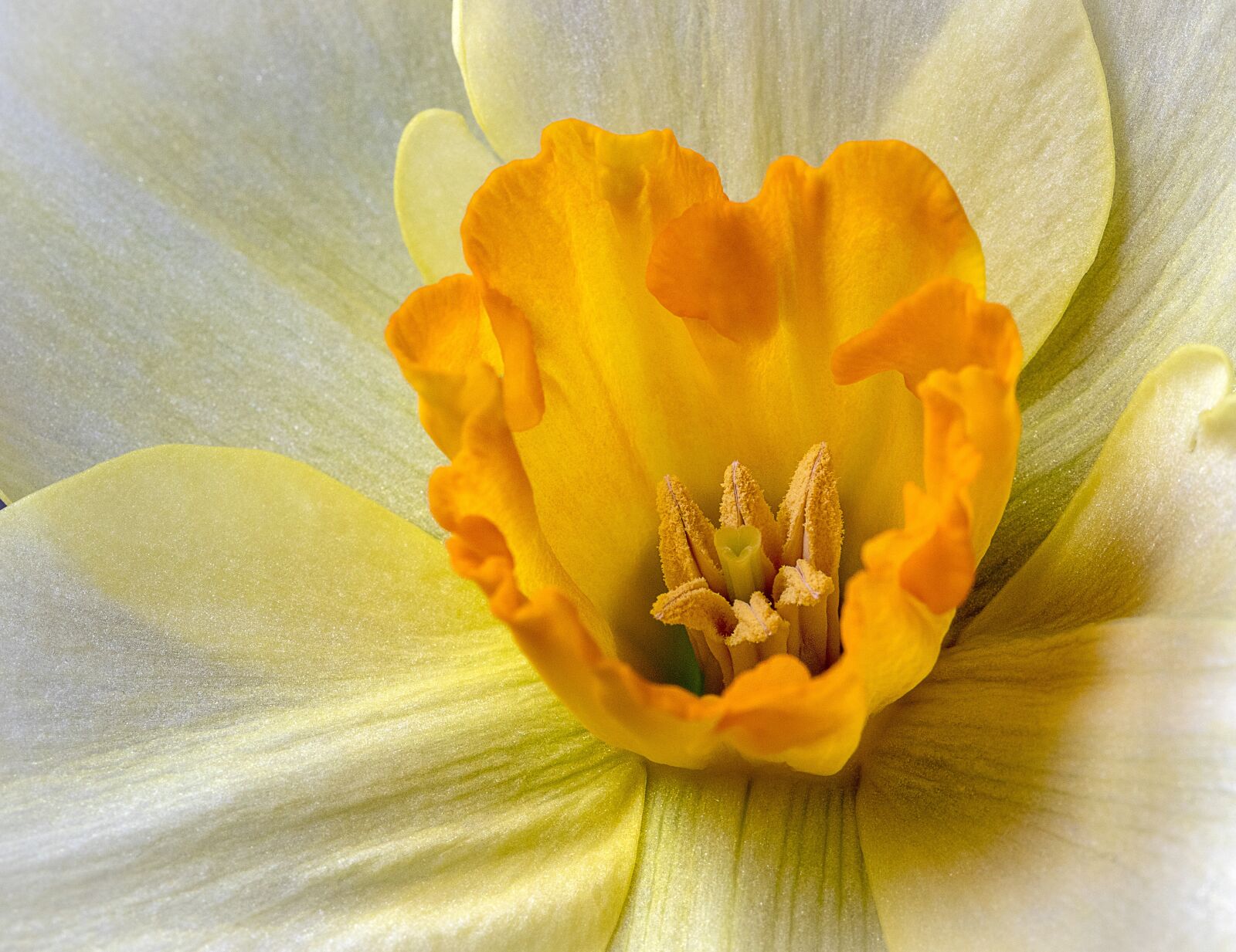 Canon EF 100mm F2.8L Macro IS USM sample photo. Daffodil, wildflower, yellow photography