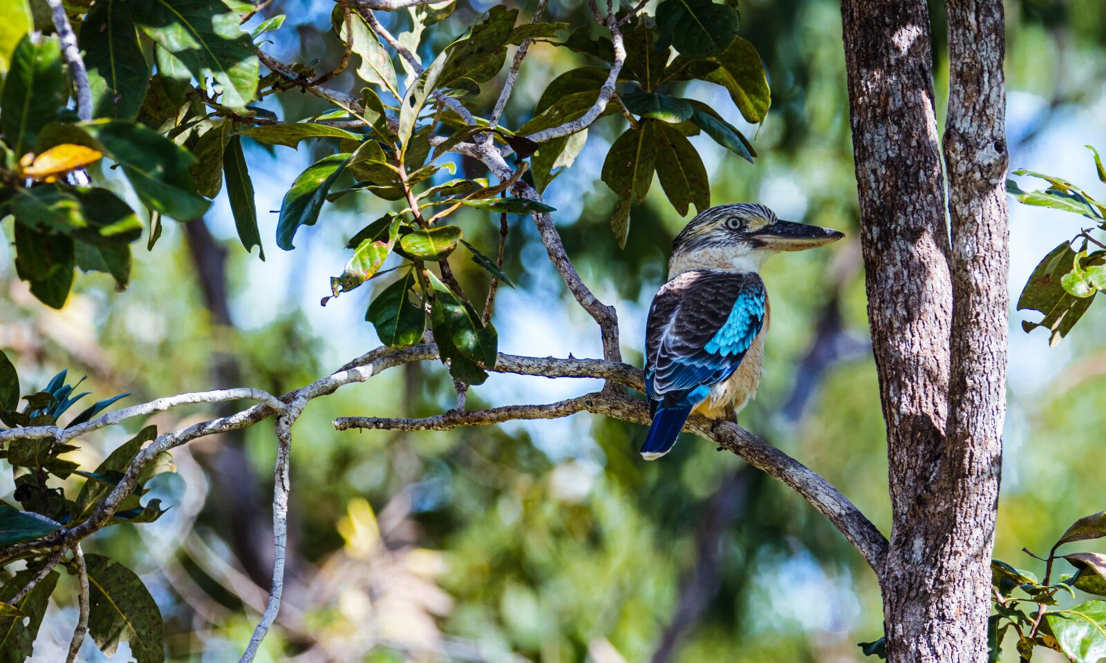 Canon EOS 80D sample photo. Bird, wildlife, nature photography