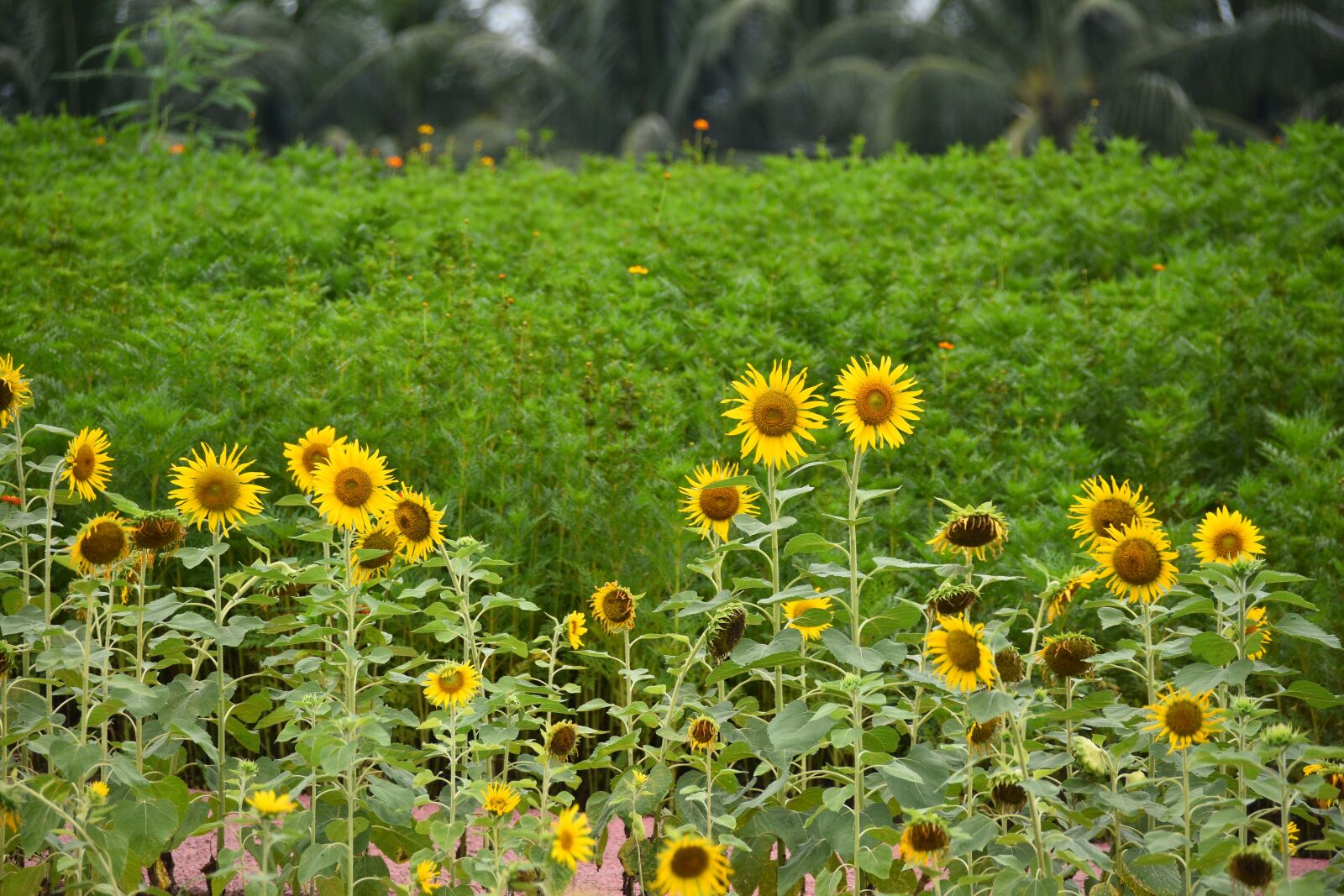 Nikon D7200 sample photo. Sunflower, yellow, flora photography