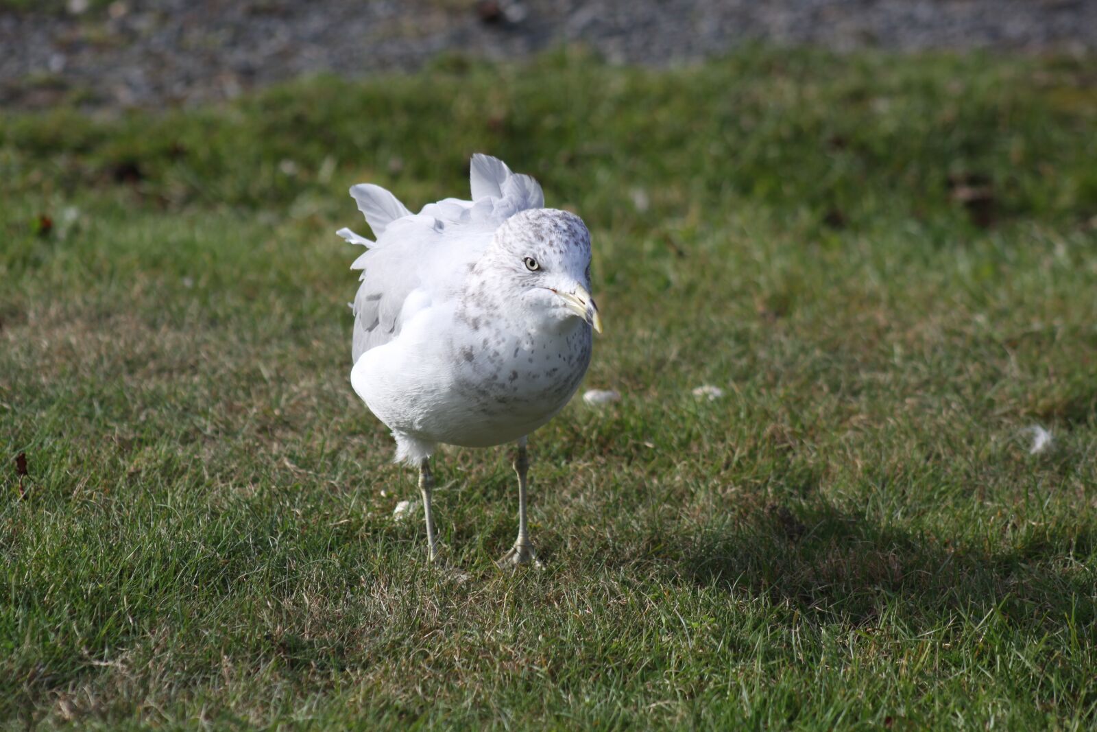 Canon EOS 50D sample photo. Seagull, grass, standing photography