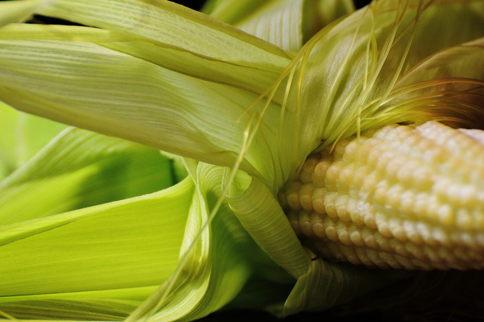 Nikon D3200 sample photo. Corn, young, vegetables photography