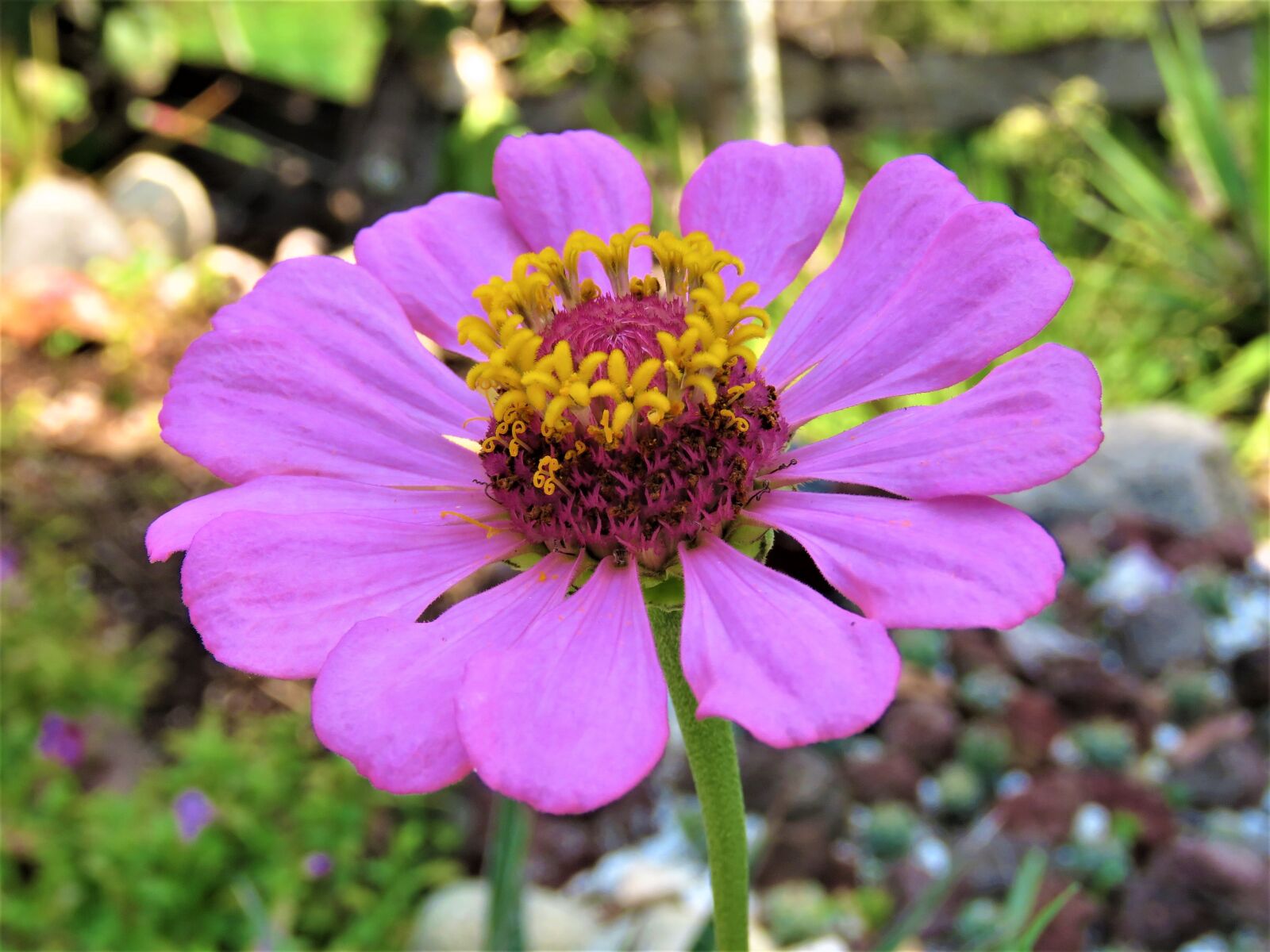 Canon PowerShot SX60 HS sample photo. Zinnia, flower, plant photography