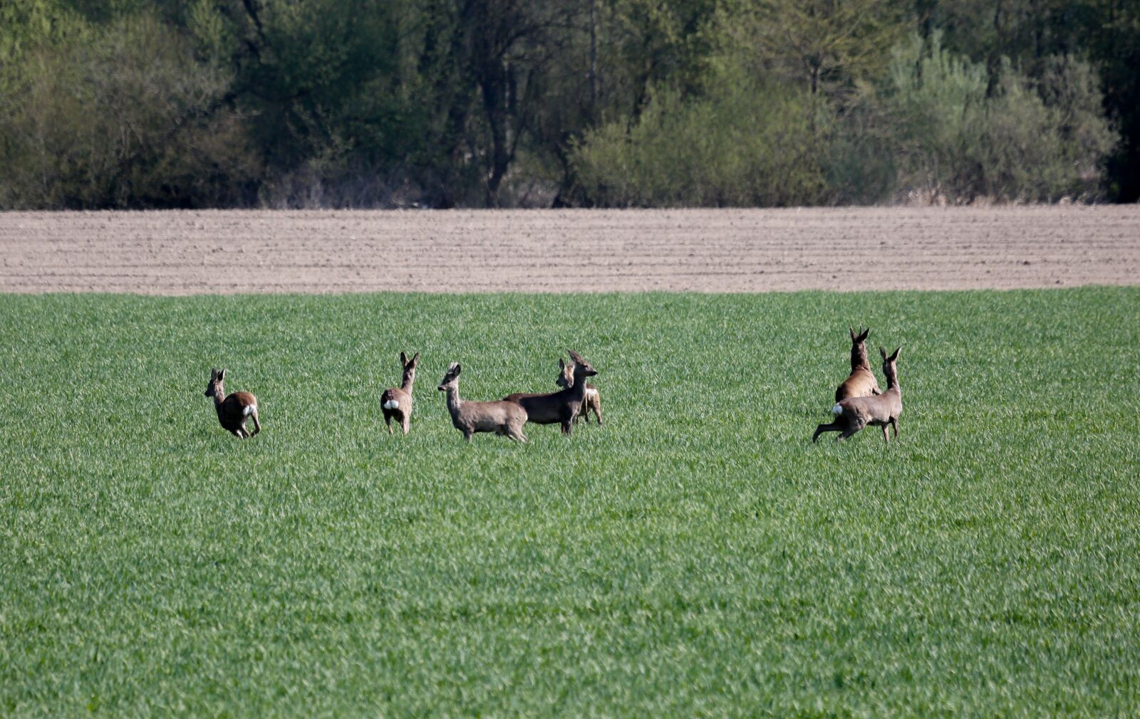 Canon EF 100-400mm F4.5-5.6L IS USM sample photo. Deer, wild animals, roe photography