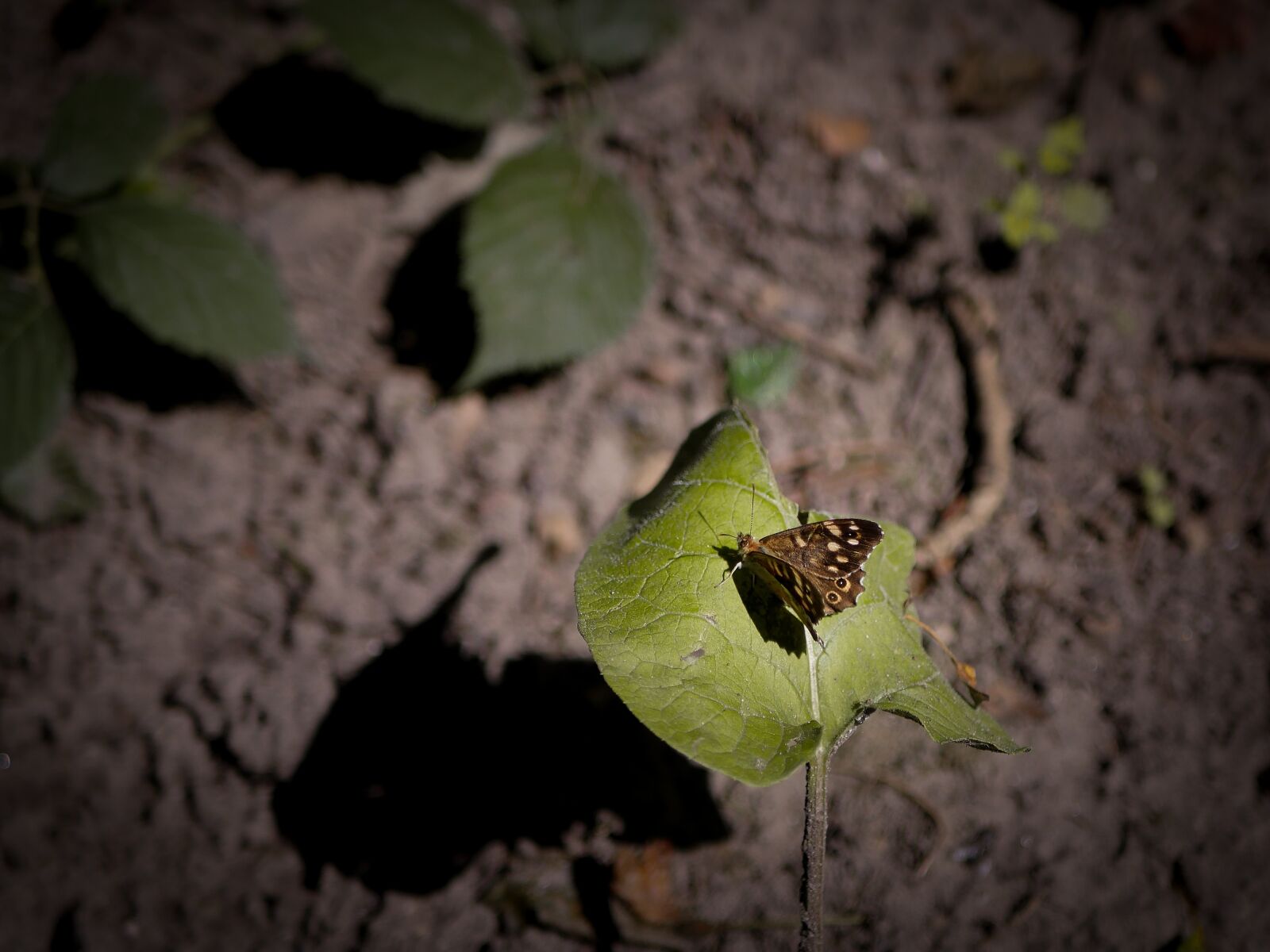Panasonic Lumix DMC-GX8 sample photo. Butterfly, insect, close up photography