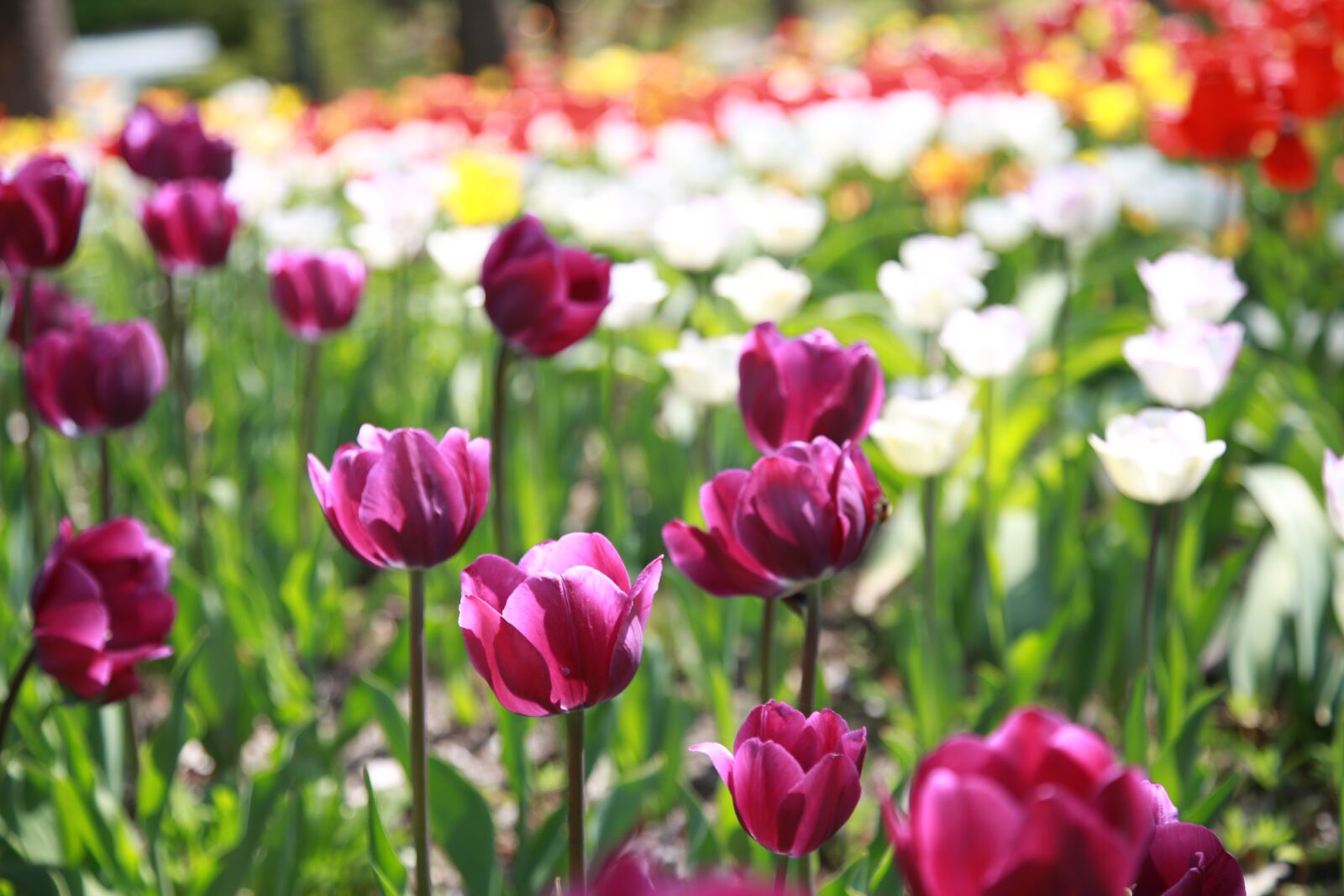 Canon EOS 6D + Canon EF 24-105mm F4L IS USM sample photo. Tulip, garden, nature photography