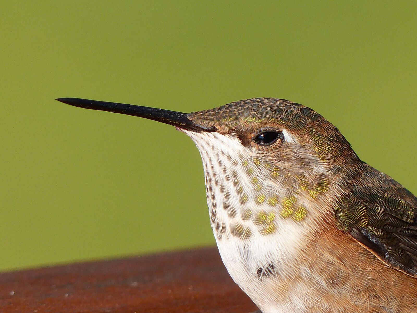 Panasonic Lumix DMC-FZ200 sample photo. Hummingbird, feathered, shimmering photography
