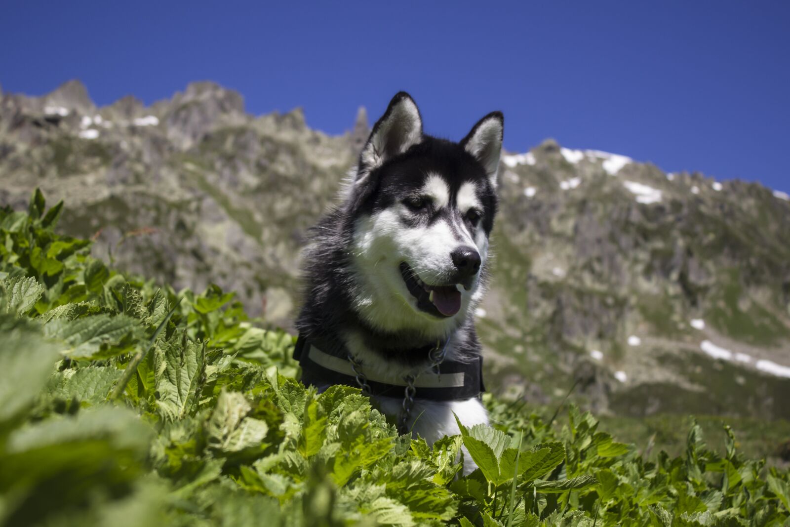 Canon EOS 600D (Rebel EOS T3i / EOS Kiss X5) sample photo. Husky, dog, pet photography