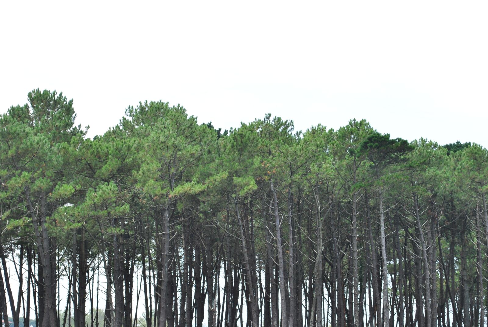 Nikon D3000 sample photo. Trees, cloudy, tree photography