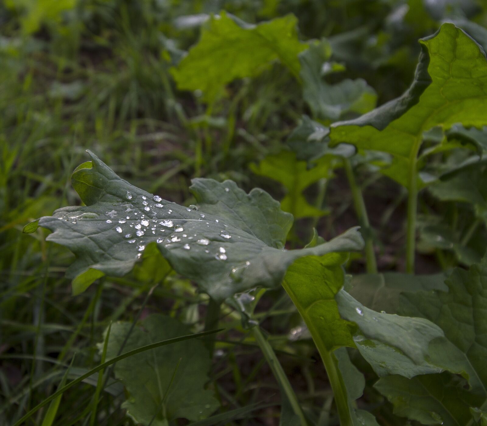Canon EOS 7D sample photo. Plant, waterdrops, field photography