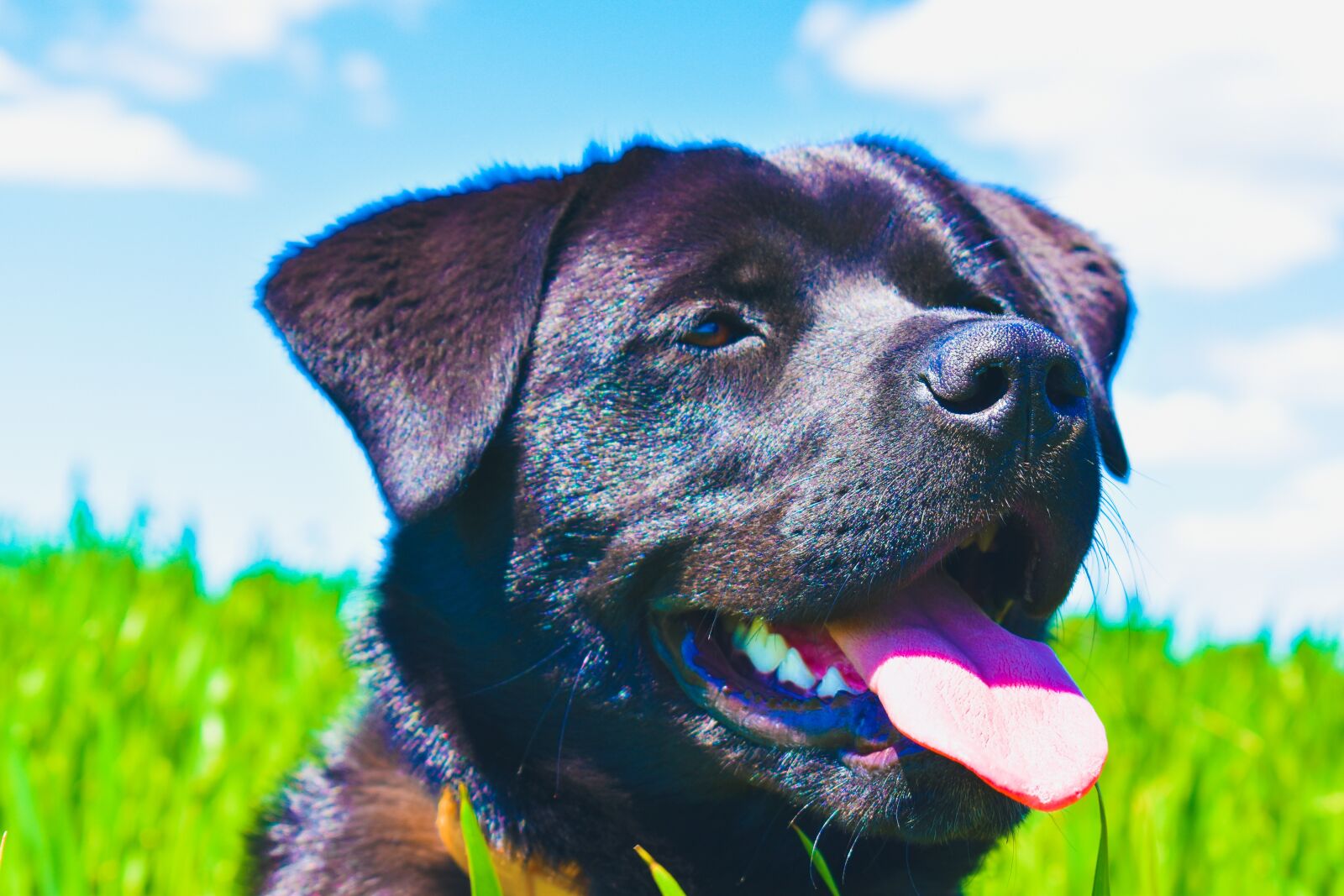 Nikon D3500 sample photo. Dog, hybrid, labrador photography