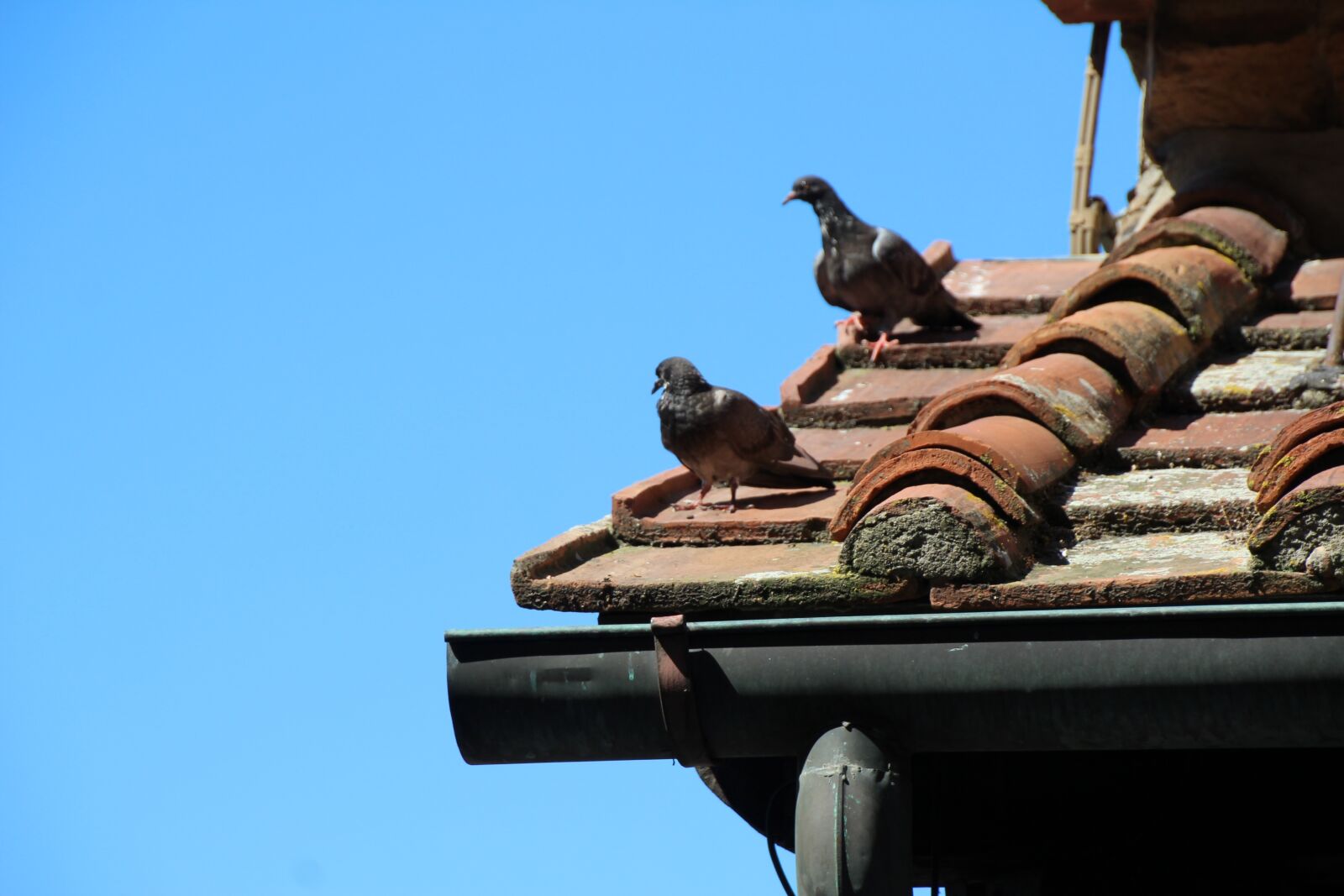 Canon EOS 1200D (EOS Rebel T5 / EOS Kiss X70 / EOS Hi) sample photo. Dove, pigeons, roof photography