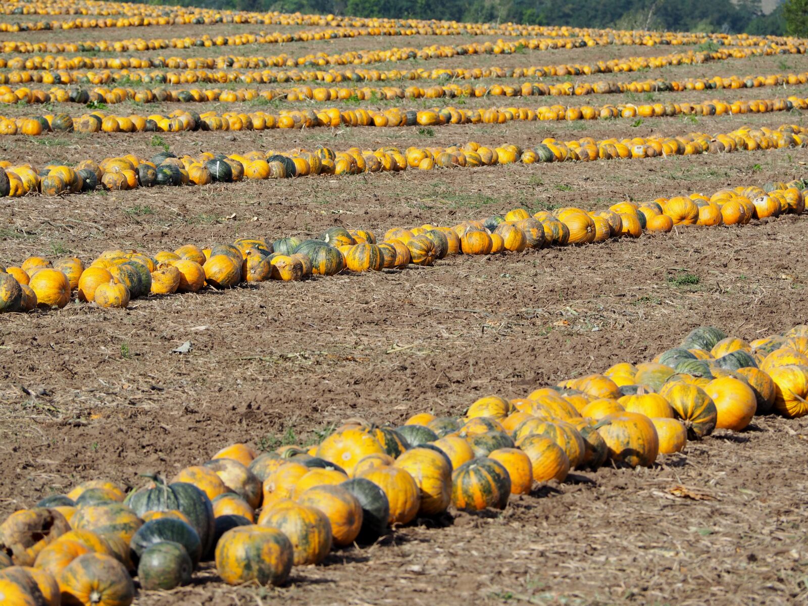 Olympus OM-D E-M10 sample photo. Pumpkin, pumpkin box, pumpkins photography