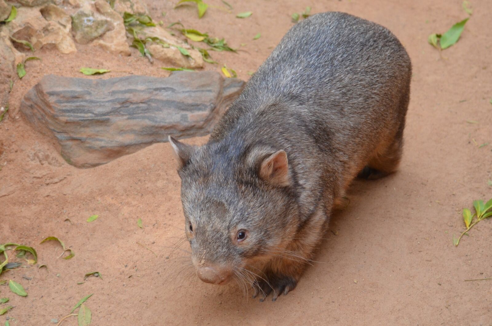 Nikon D5100 sample photo. Animal, mammal, nature photography