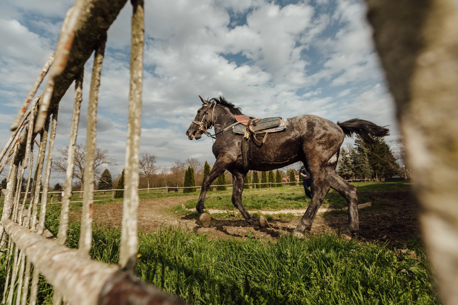 Canon EF 16-35mm F2.8L II USM sample photo. Horse, horse racing, running photography