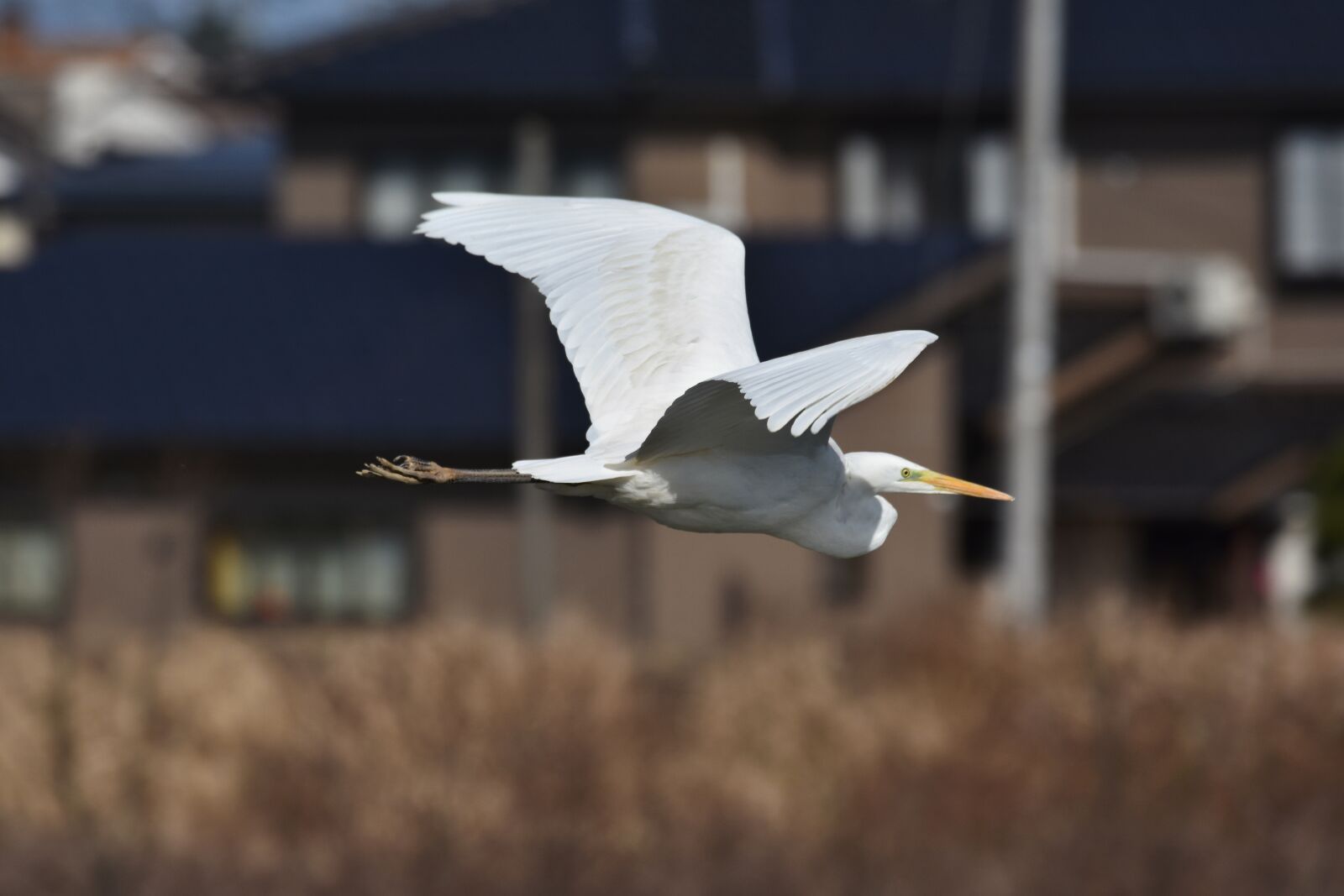 Nikon D7200 sample photo. Animal, river, waterside photography