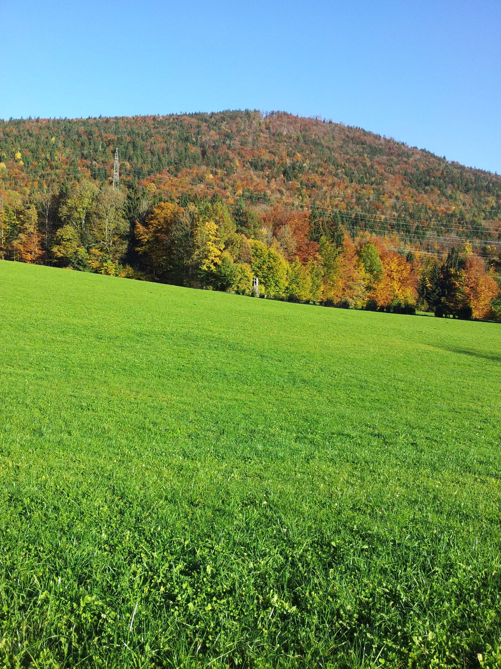 Samsung Galaxy S2 sample photo. Autumn, leaves, forest photography