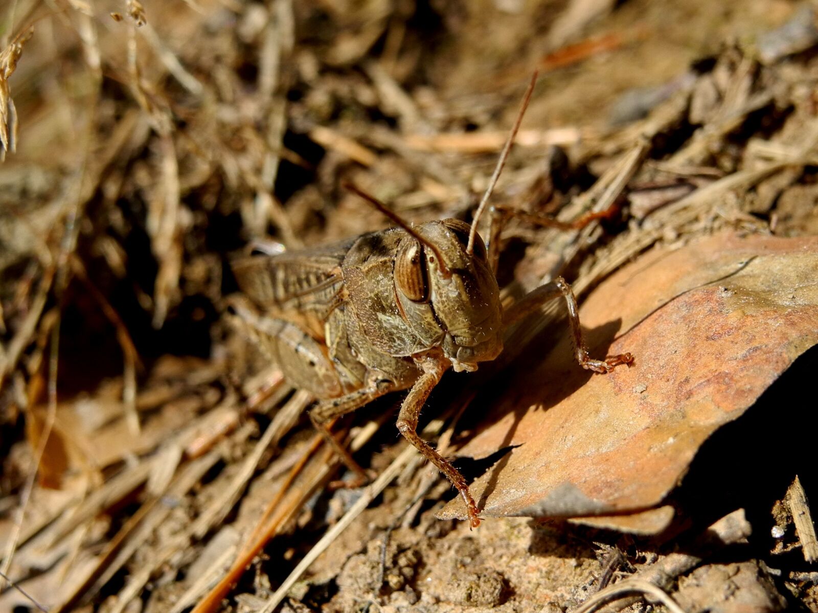 Nikon Coolpix P7000 sample photo. Grasshopper, insect, nature photography