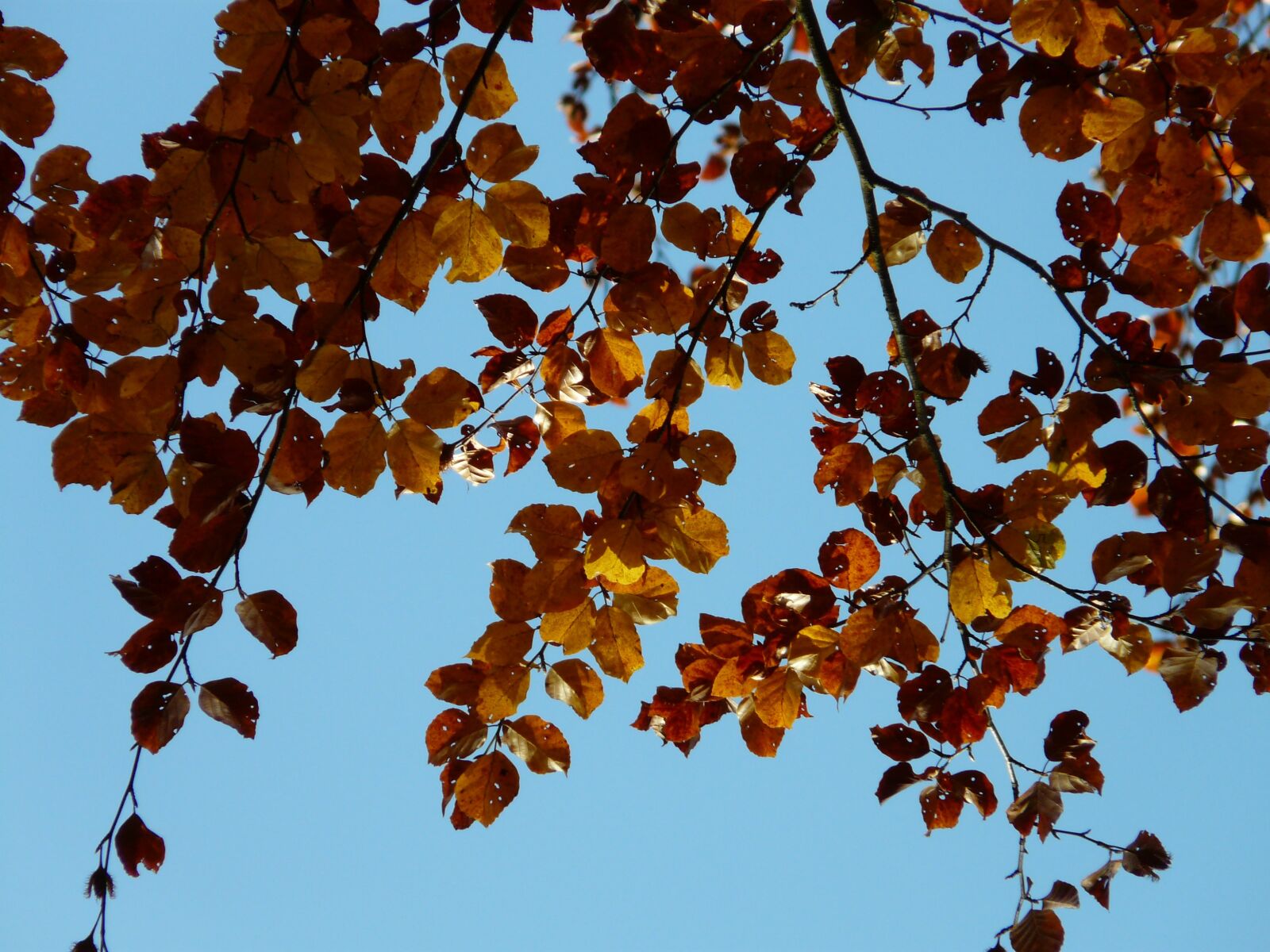 Panasonic DMC-FZ18 sample photo. Beech, fagus sylvatica, fagus photography