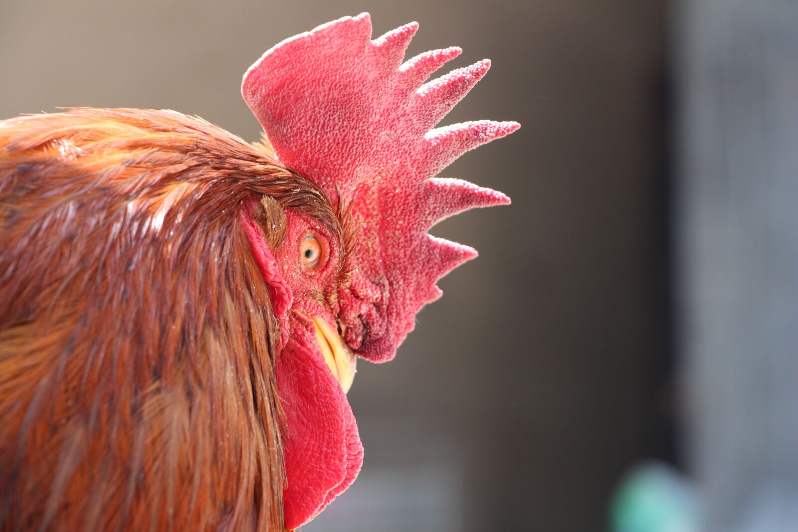 Canon EOS 700D (EOS Rebel T5i / EOS Kiss X7i) sample photo. Cock, animal, chicken photography