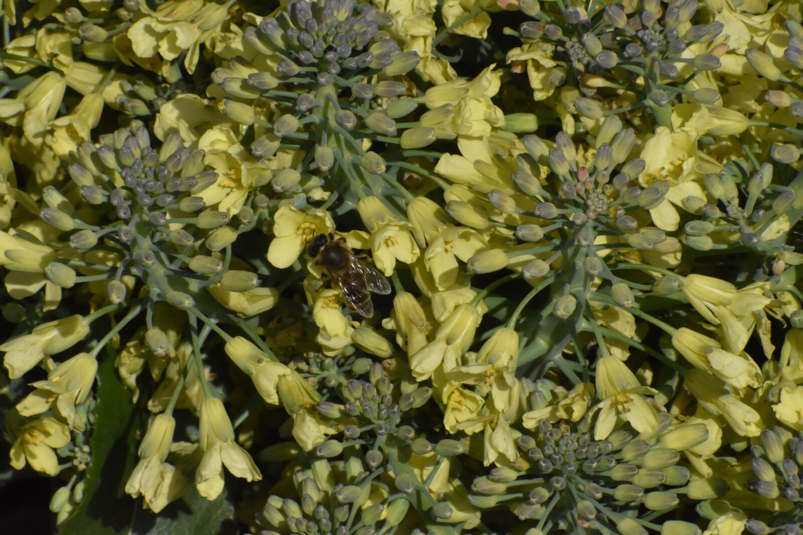 Nikon D3400 sample photo. Cabbage, broccoli, flowers photography