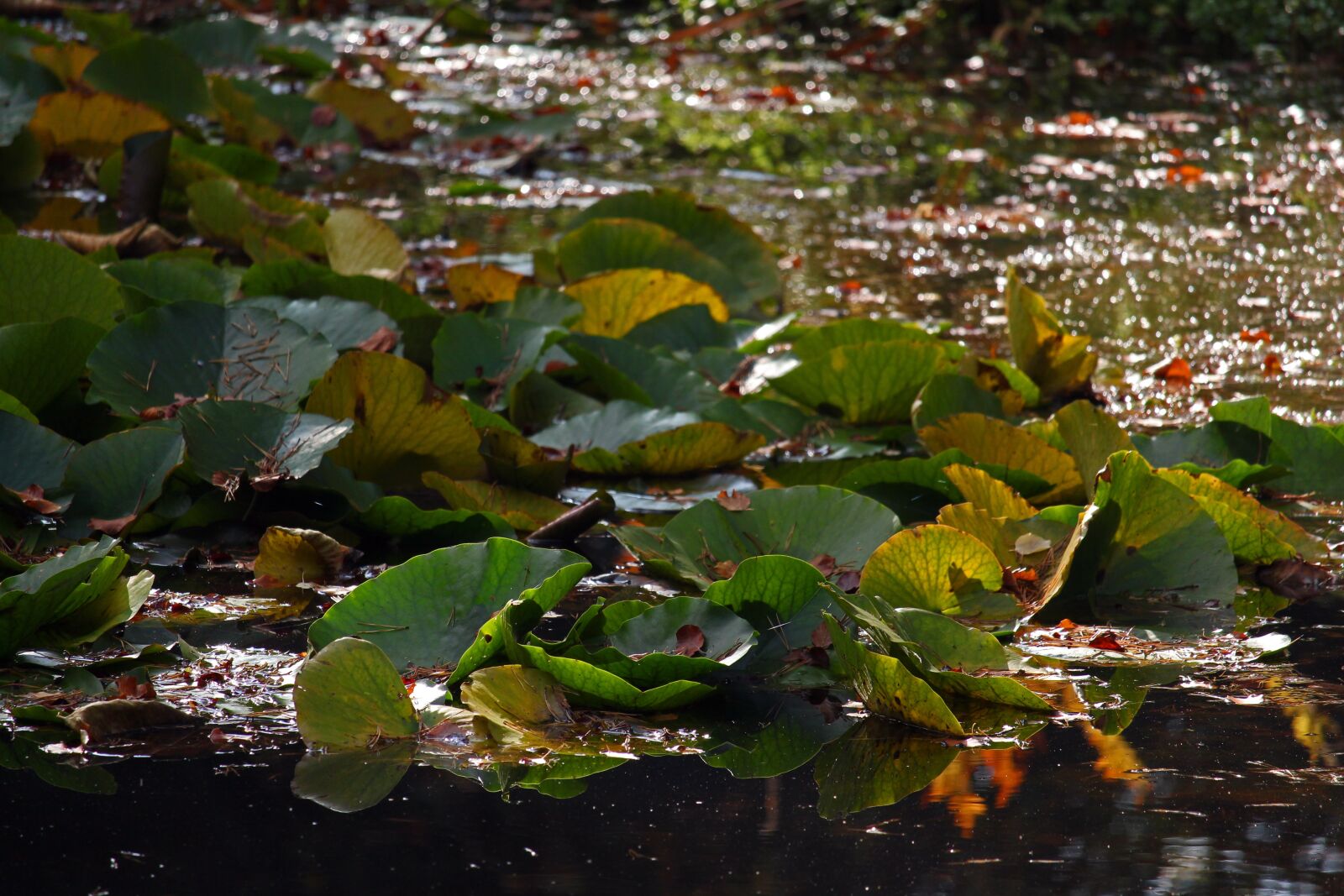 Canon EF-S 55-250mm F4-5.6 IS STM sample photo. Lake, water lilies, evening photography