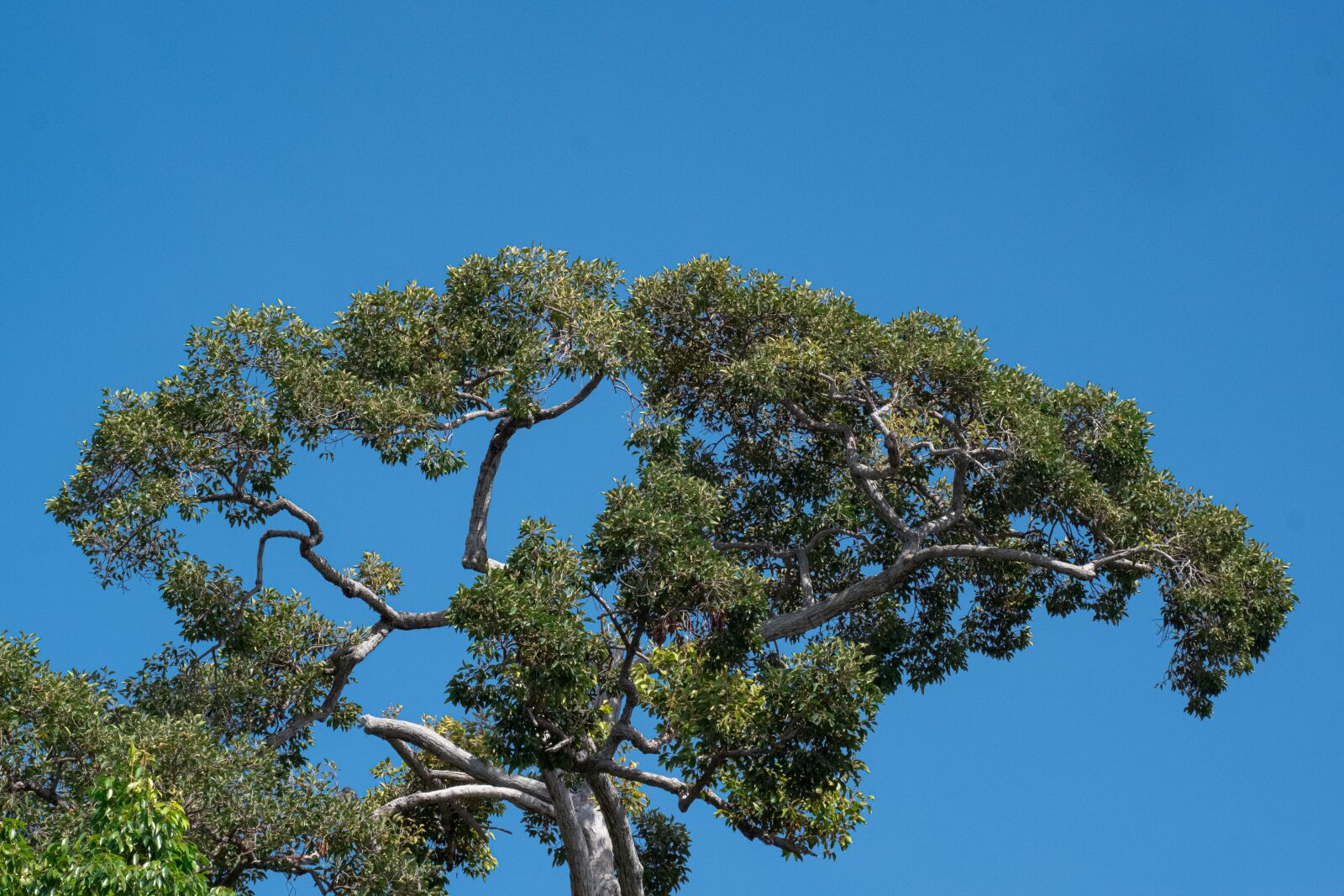 Fujifilm X-T30 sample photo. Tree, view, nature photography