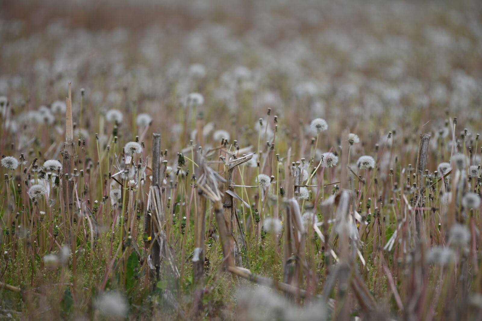 Nikon D850 sample photo. Field, dandelion, meadow photography