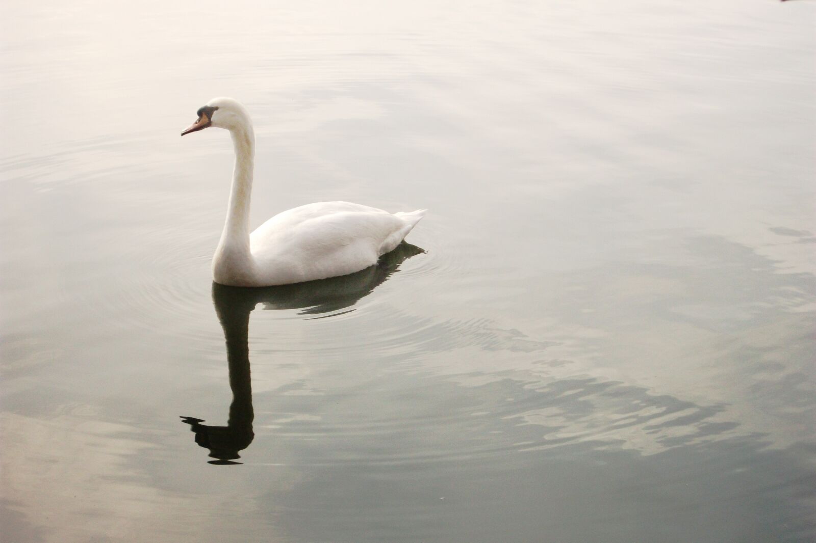 Fujifilm A170 A180 sample photo. Swan, lake, pond photography