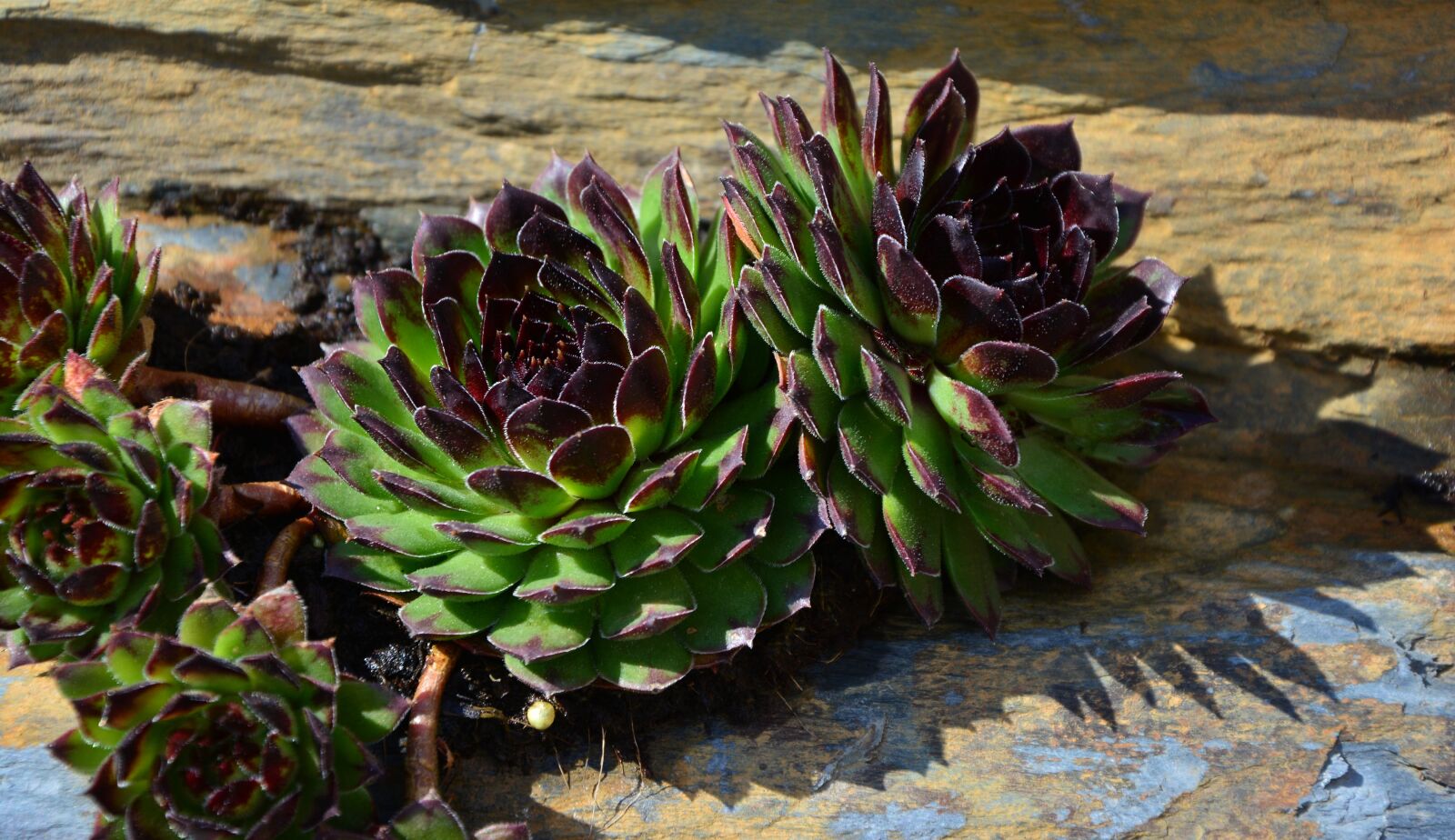 Nikon D5200 sample photo. Succulents, suculentus, stone plants photography
