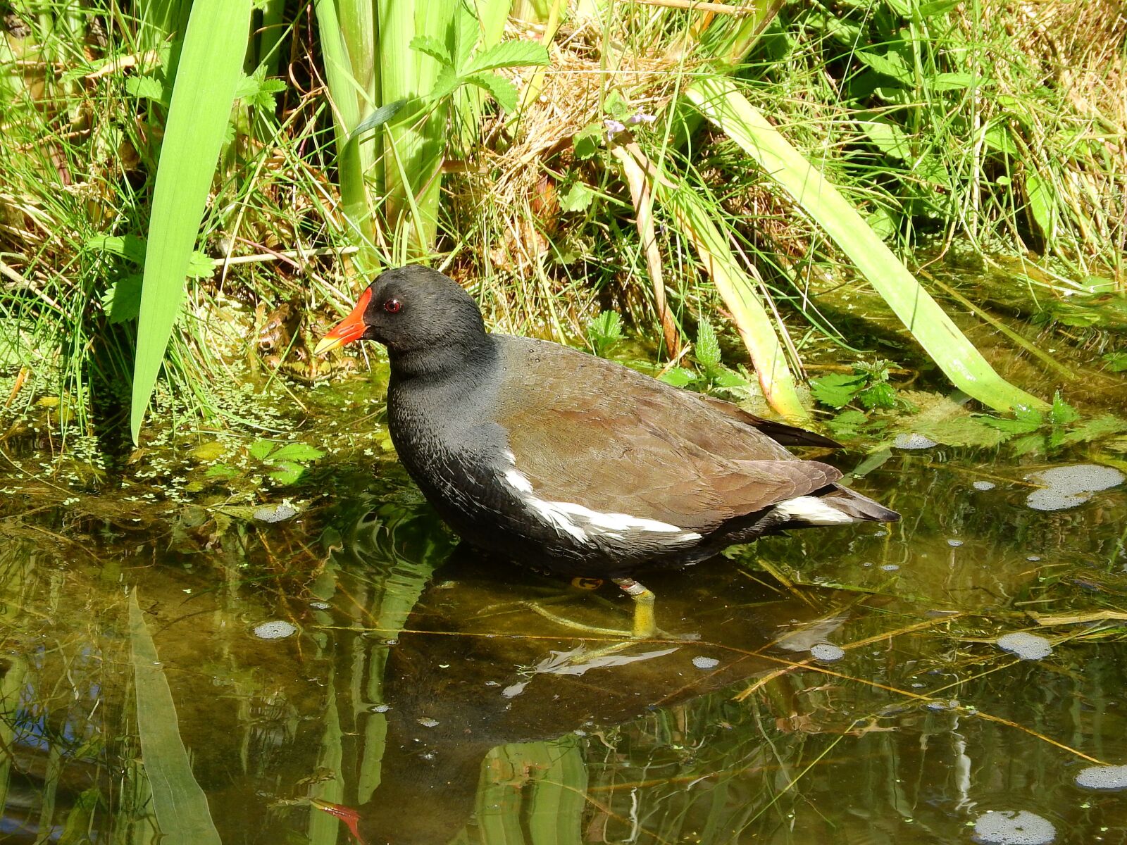Nikon Coolpix P610 sample photo. The moorhen, gallinula chloropus photography