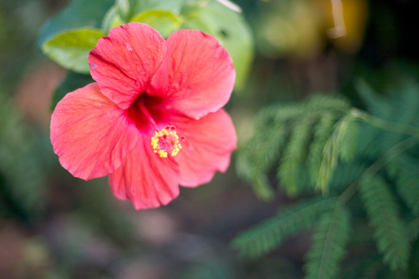 Canon EOS 5D + Canon EF 50mm f/1.8 sample photo. Hibiscus, red photography
