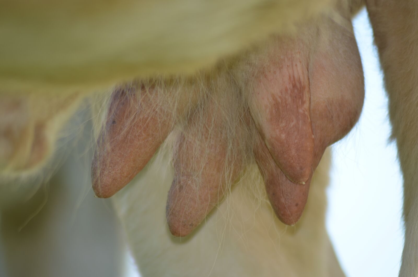 Nikon D5100 sample photo. Pis, cow, agriculture photography