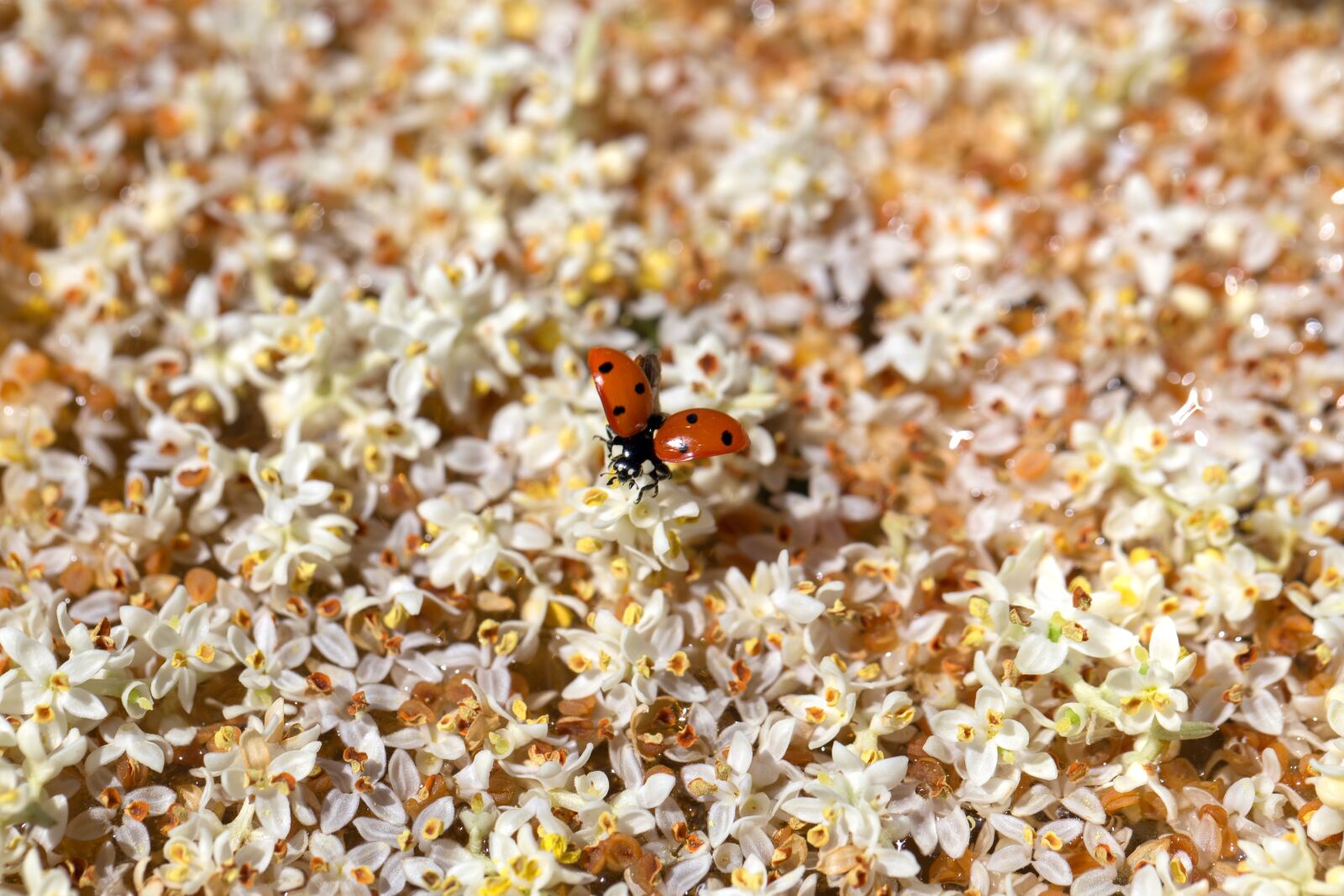 Canon EOS 6D sample photo. Ladybug, flower, spring photography