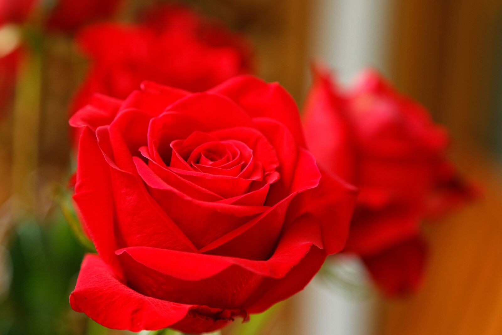 Canon EOS 6D Mark II sample photo. Rose, red, roses photography