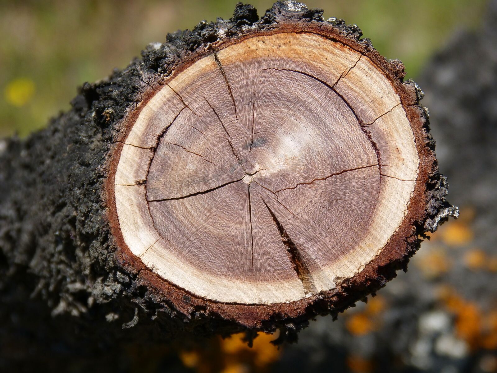 Panasonic DMC-FZ62 sample photo. Almond tree, cross-section, wood photography