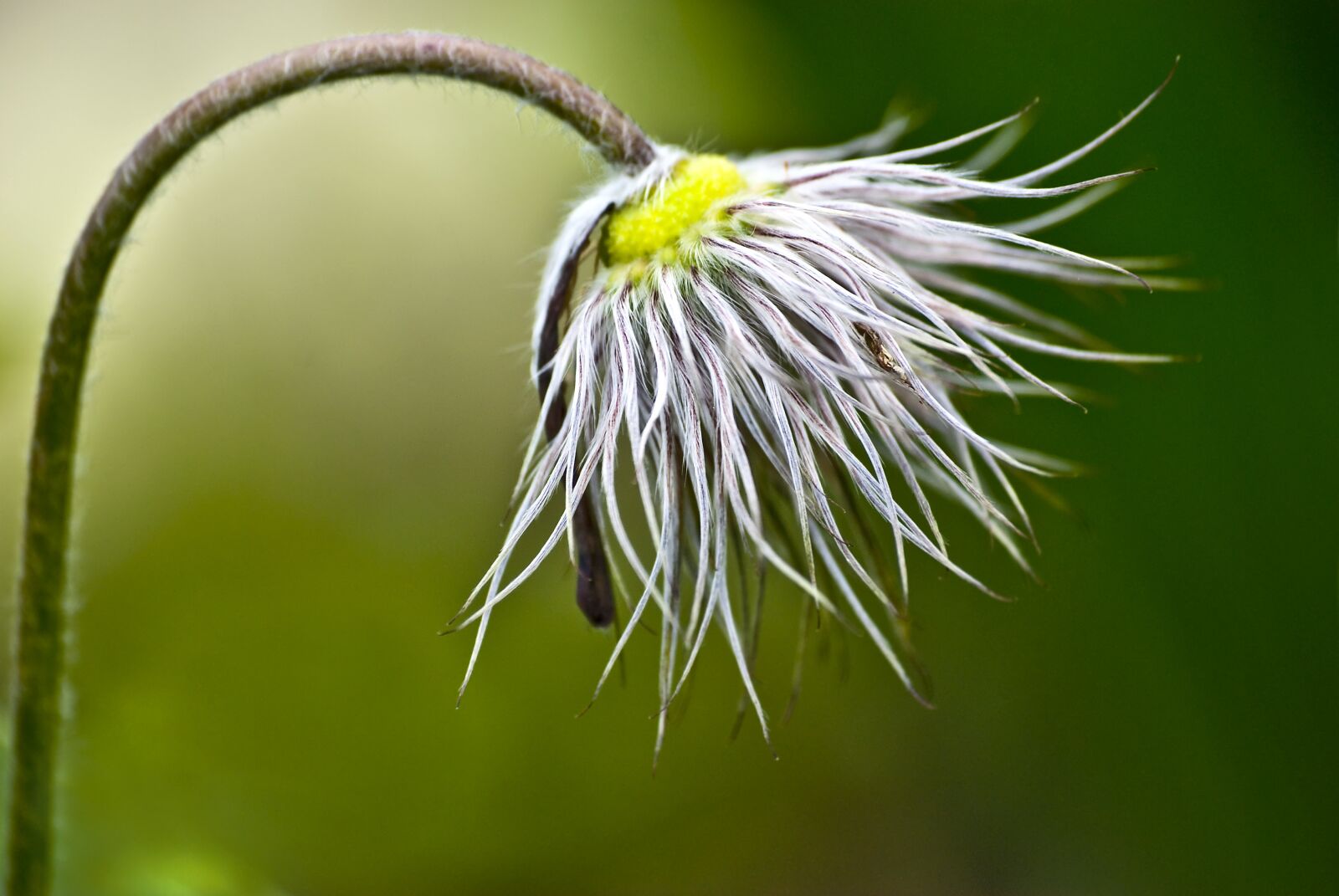 Nikon D80 sample photo. Nature, no one, plant photography